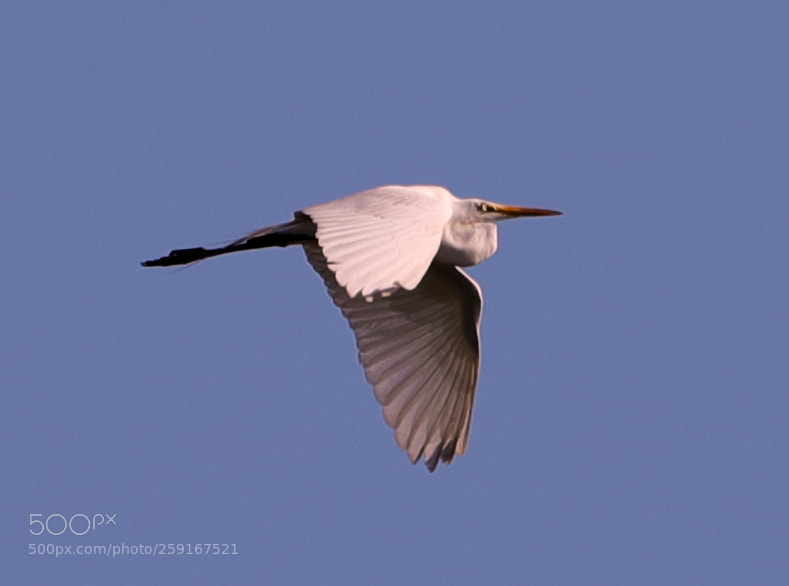 Canon EOS-1D X Mark II sample photo. 05-23-18-0019434.jpg photography