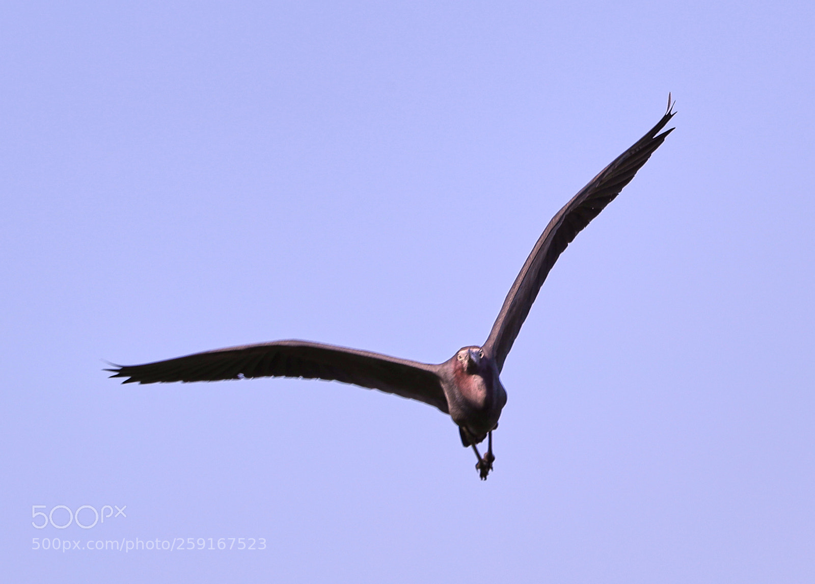 Canon EOS-1D X Mark II sample photo. 05-23-18-0019437.jpg photography