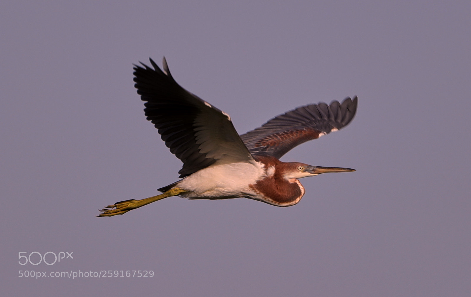 Canon EOS-1D X Mark II sample photo. 05-23-18-0019432.jpg photography
