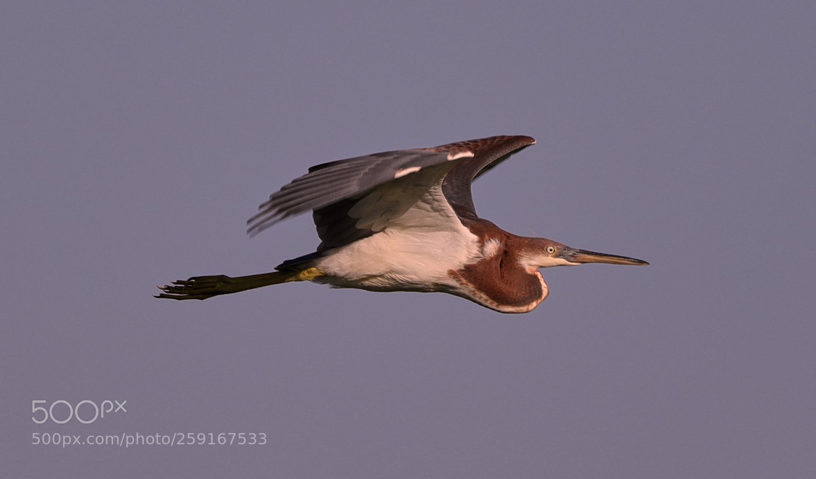 Canon EOS-1D X Mark II sample photo. 05-23-18-0019429.jpg photography