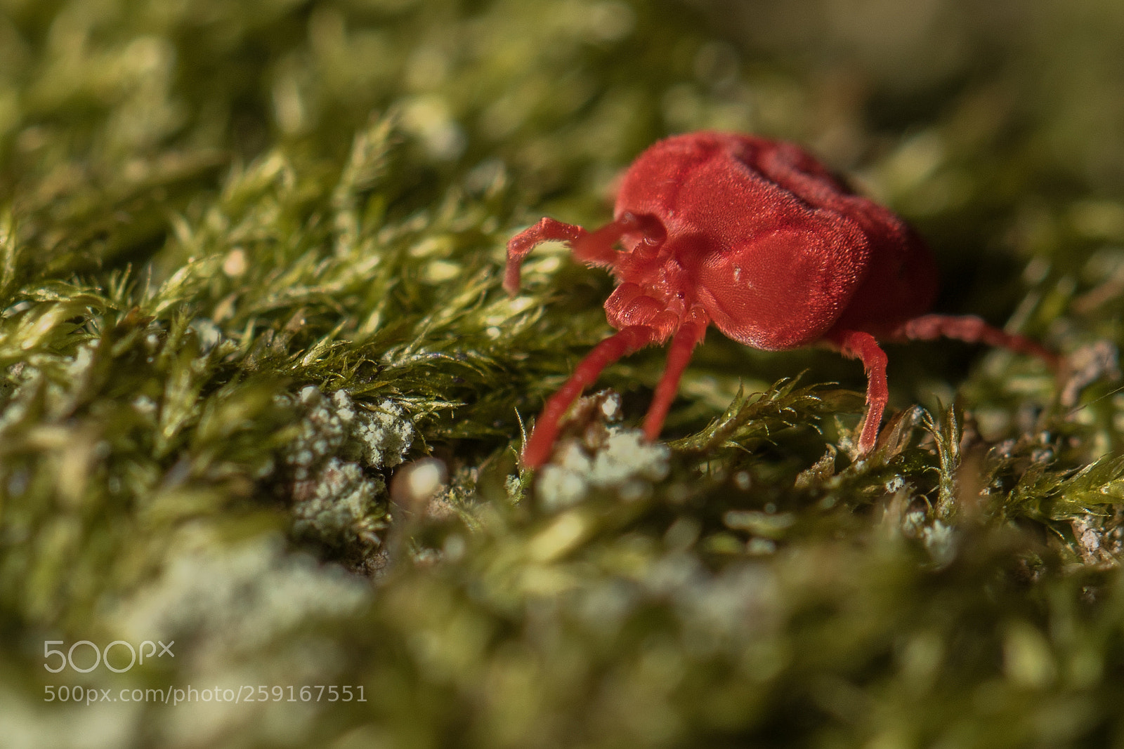 Canon EOS 7D Mark II sample photo. Velvet mite (trombidium holosericeum) photography