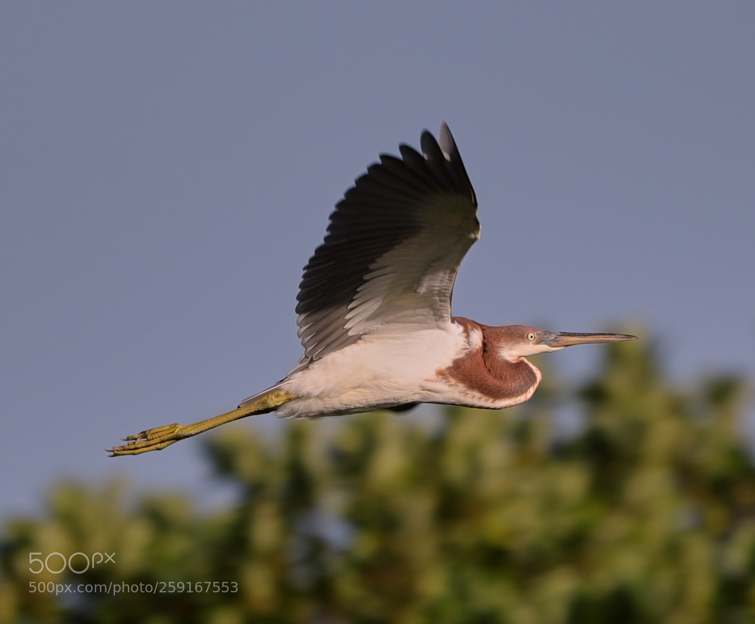 Canon EOS-1D X Mark II sample photo. 05-23-18-0019426.jpg photography