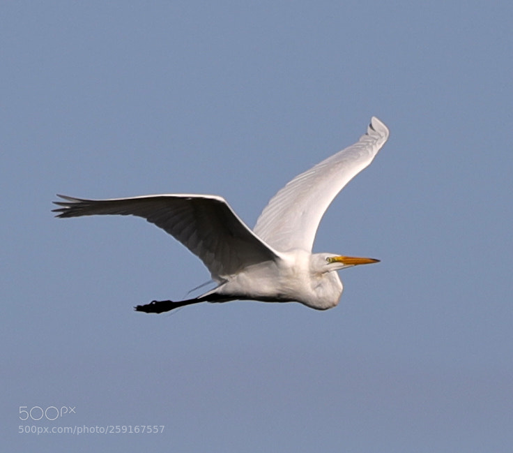 Canon EOS-1D X Mark II sample photo. 05-23-18-0019424.jpg photography