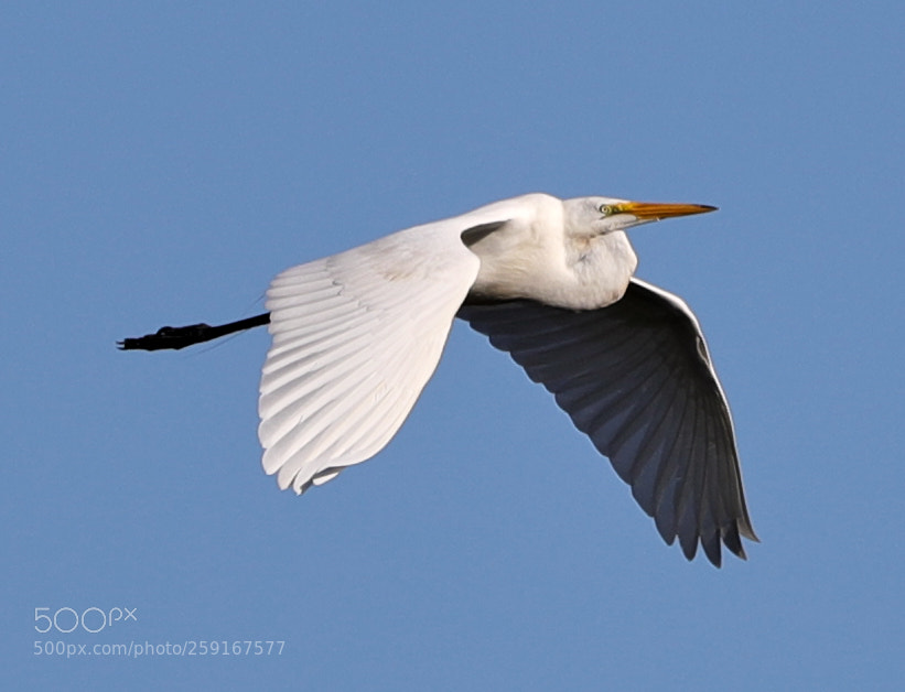 Canon EOS-1D X Mark II sample photo. 05-23-18-0019422.jpg photography