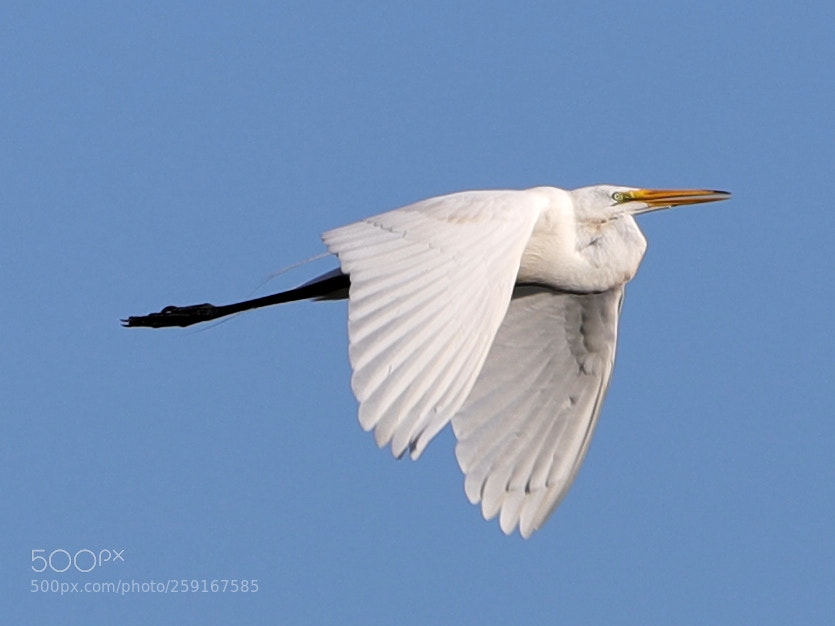 Canon EOS-1D X Mark II sample photo. 05-23-18-0019420.jpg photography