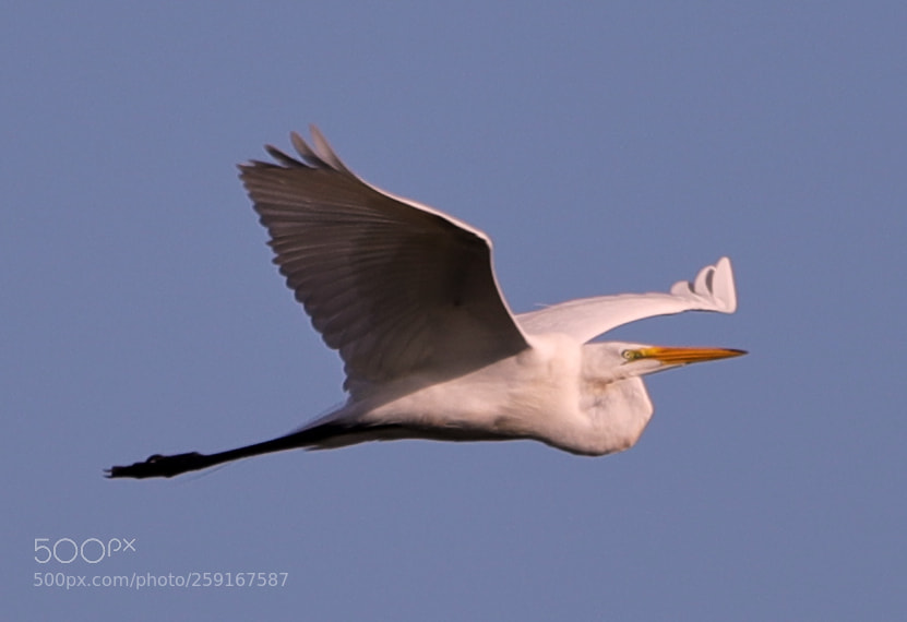 Canon EOS-1D X Mark II sample photo. 05-23-18-0019421.jpg photography