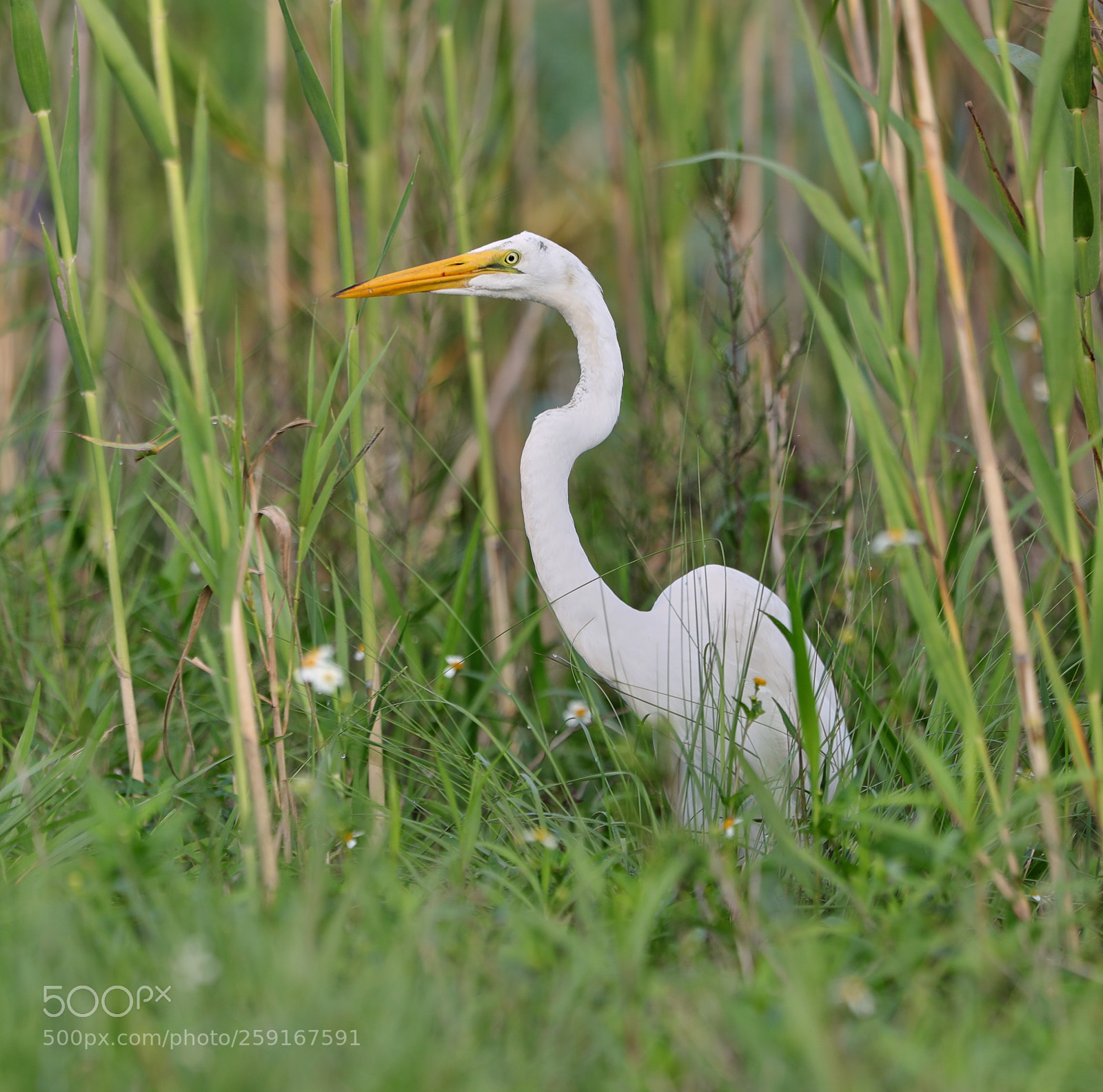 Canon EOS-1D X Mark II sample photo. 05-23-18-0019387.jpg photography
