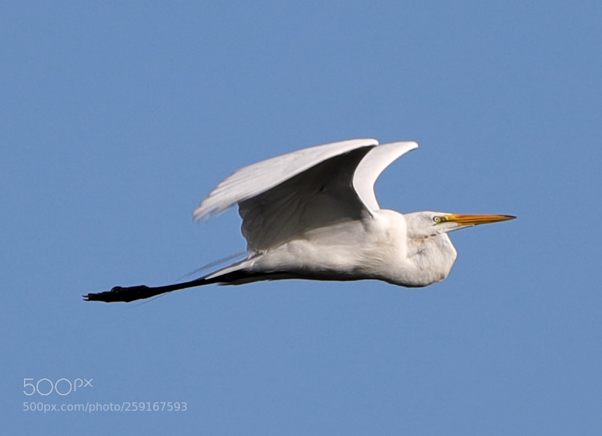Canon EOS-1D X Mark II sample photo. 05-23-18-0019419.jpg photography