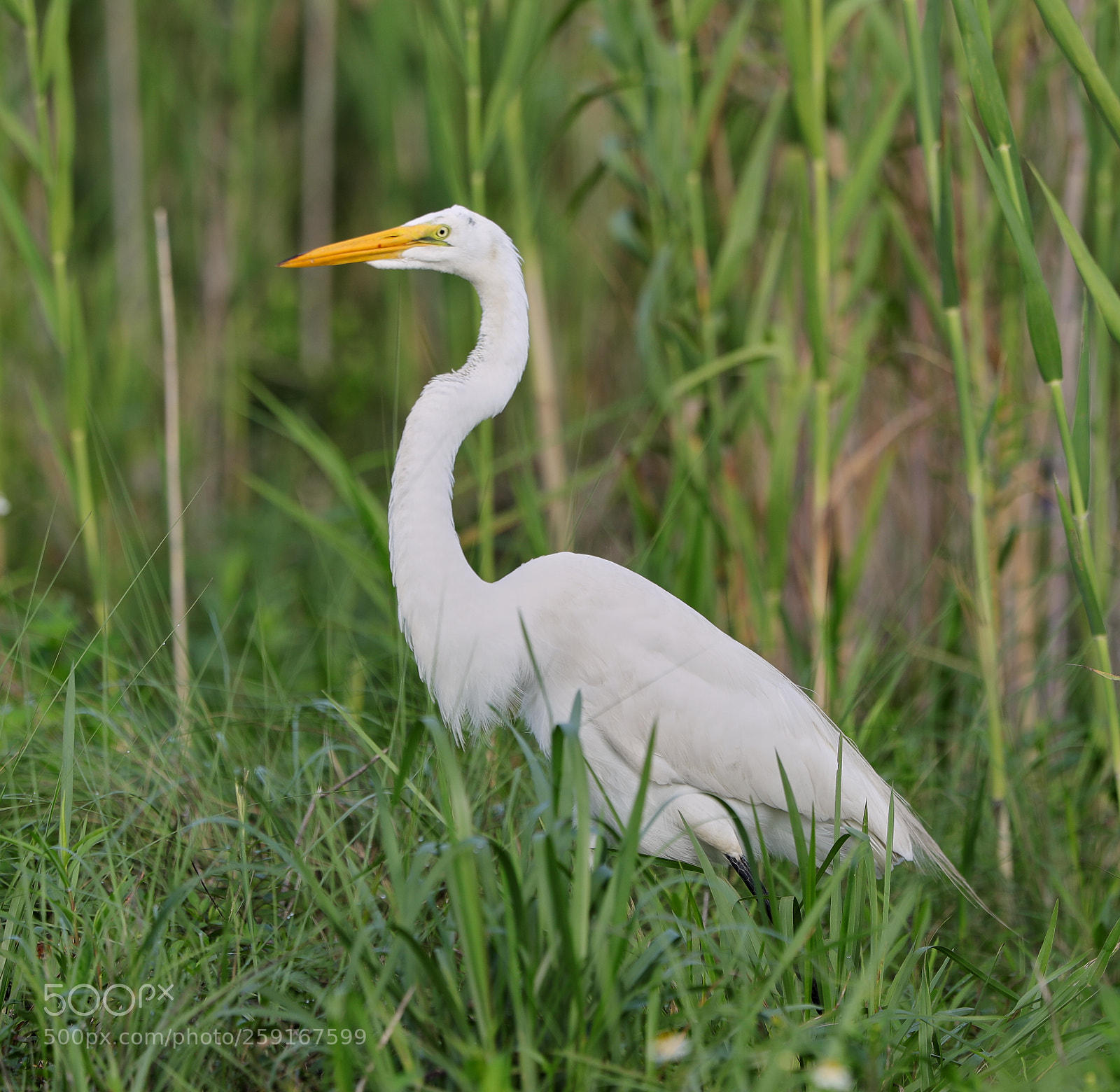 Canon EOS-1D X Mark II sample photo. 05-23-18-0019384.jpg photography