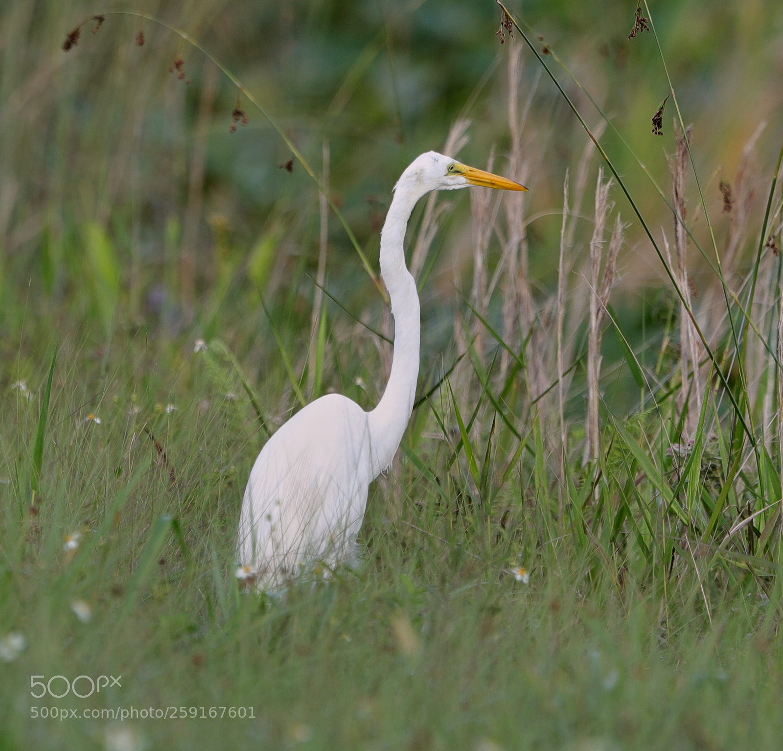 Canon EOS-1D X Mark II sample photo. 05-23-18-0019355.jpg photography