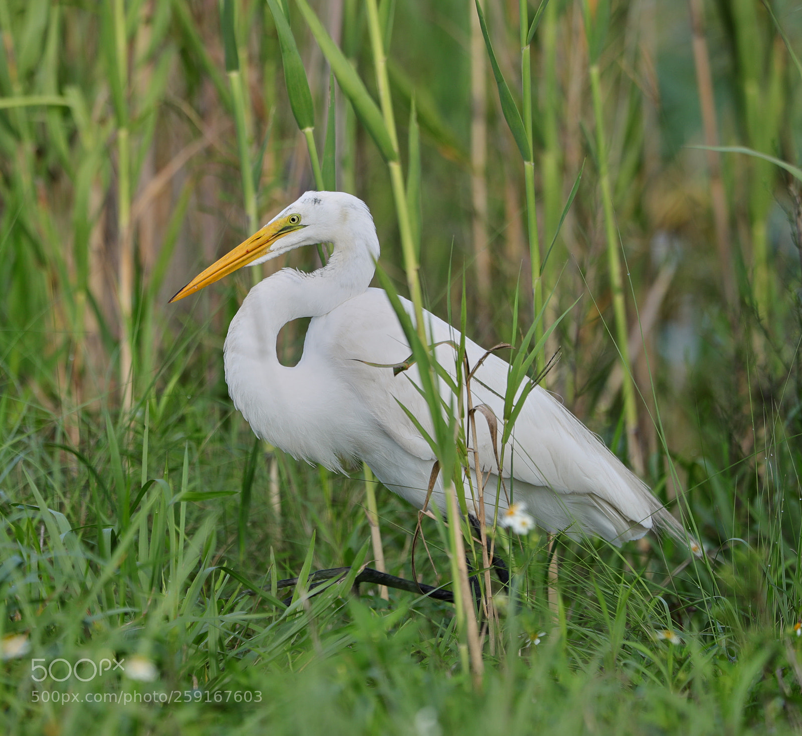 Canon EOS-1D X Mark II sample photo. 05-23-18-0019385.jpg photography