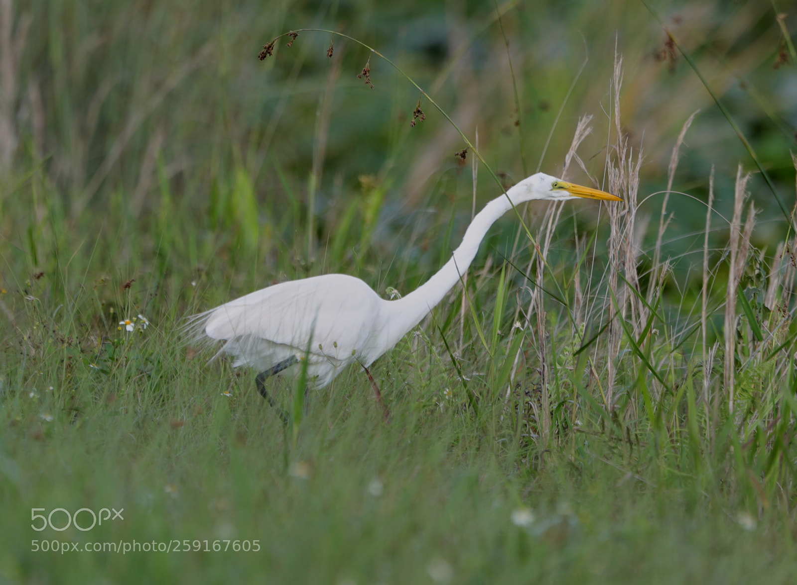 Canon EOS-1D X Mark II sample photo. 05-23-18-0019353.jpg photography