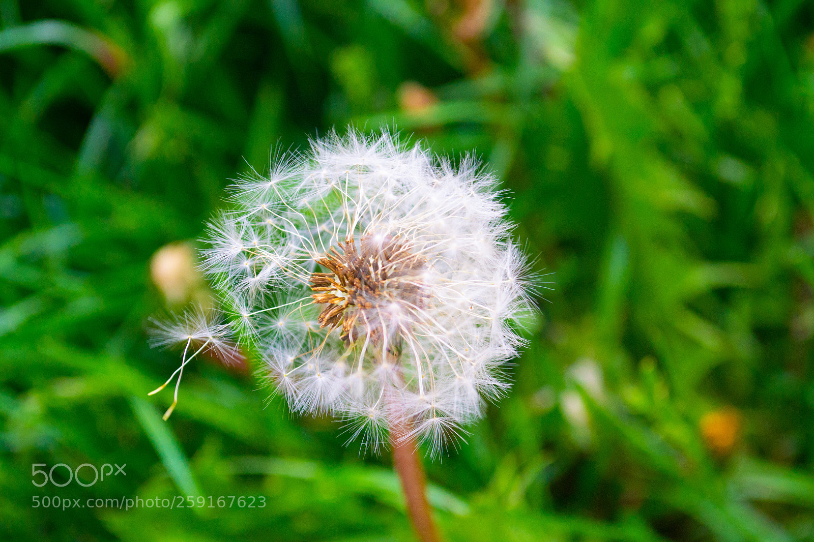 Nikon D3100 sample photo. Up close and personal photography