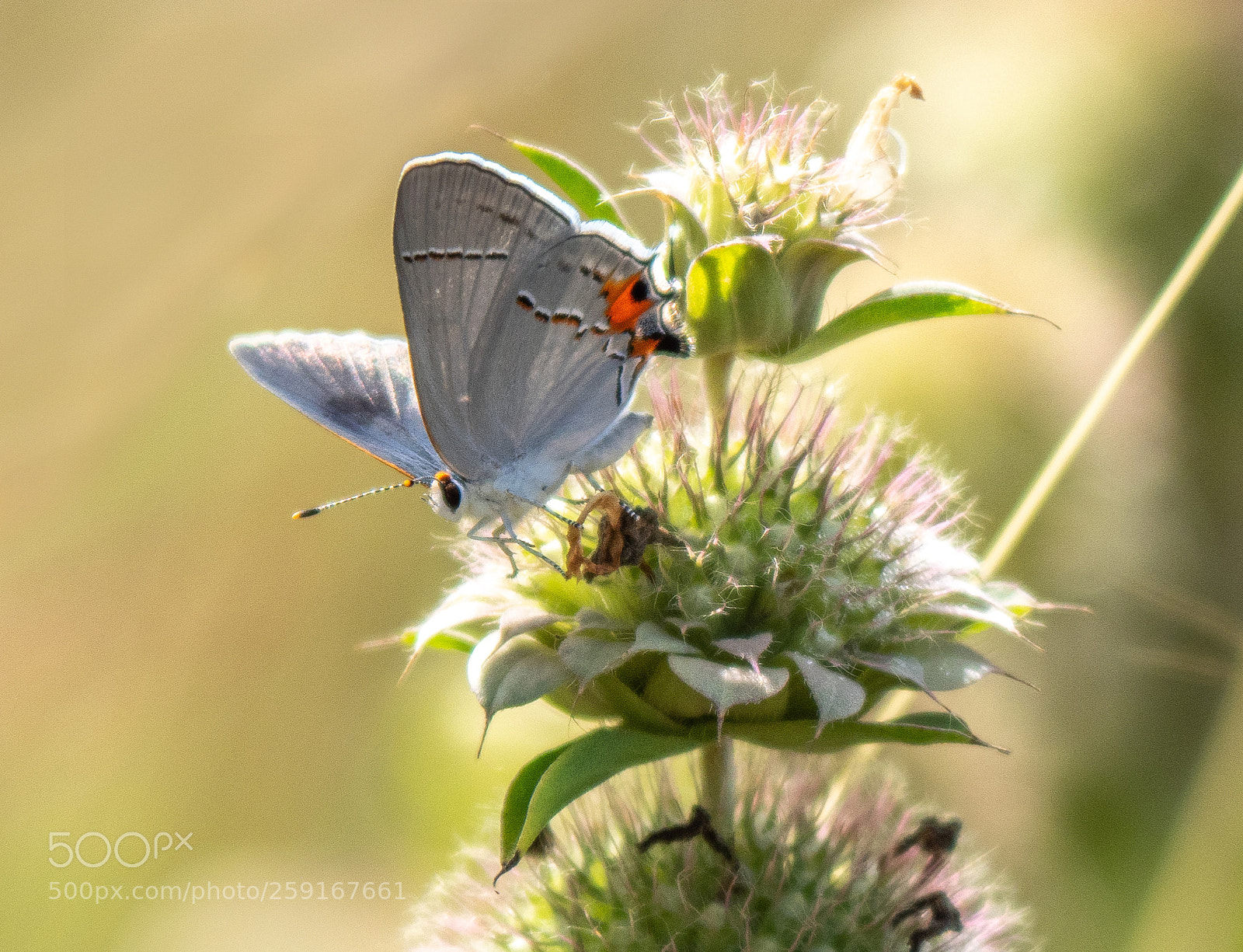 Olympus OM-D E-M1 Mark II sample photo. Butterfly photography