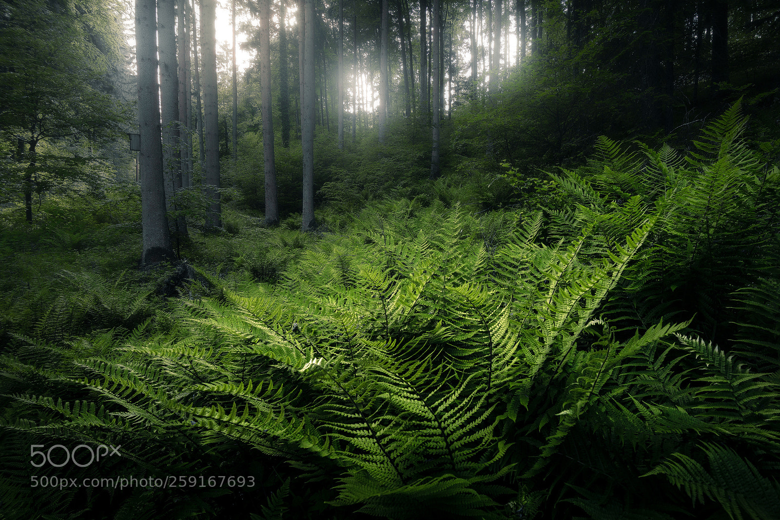 Canon EOS 6D sample photo. Unknown germany pt. cccxxviii photography