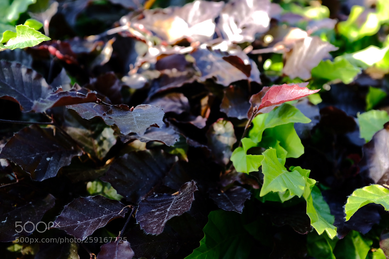 Fujifilm X100F sample photo. Untitled photography