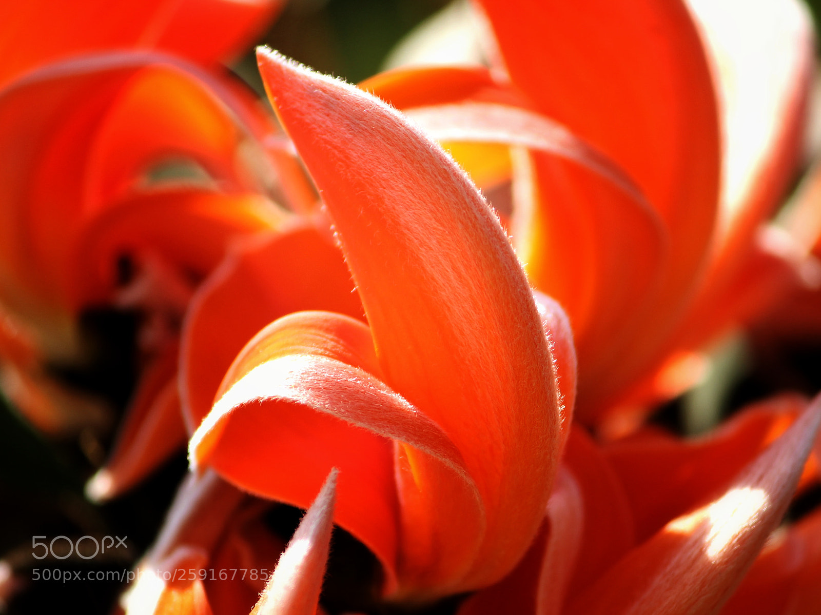 Canon EOS 600D (Rebel EOS T3i / EOS Kiss X5) sample photo. Shine~ photography