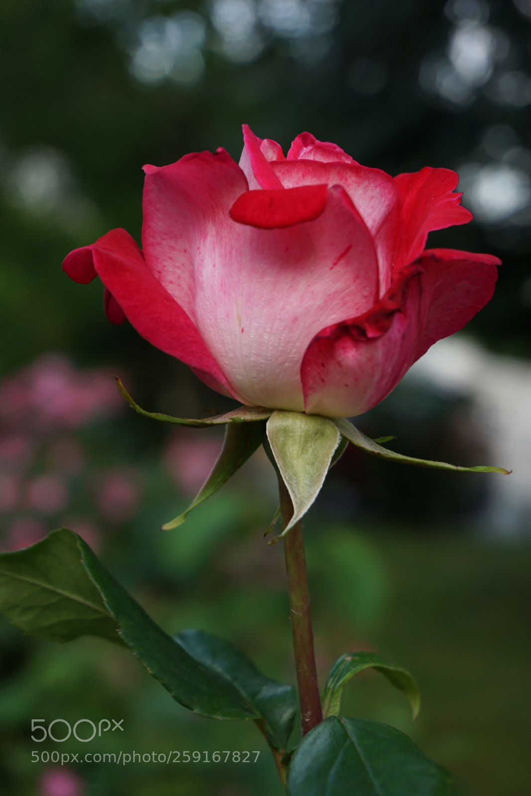 Sony a6000 sample photo. Untitled photography