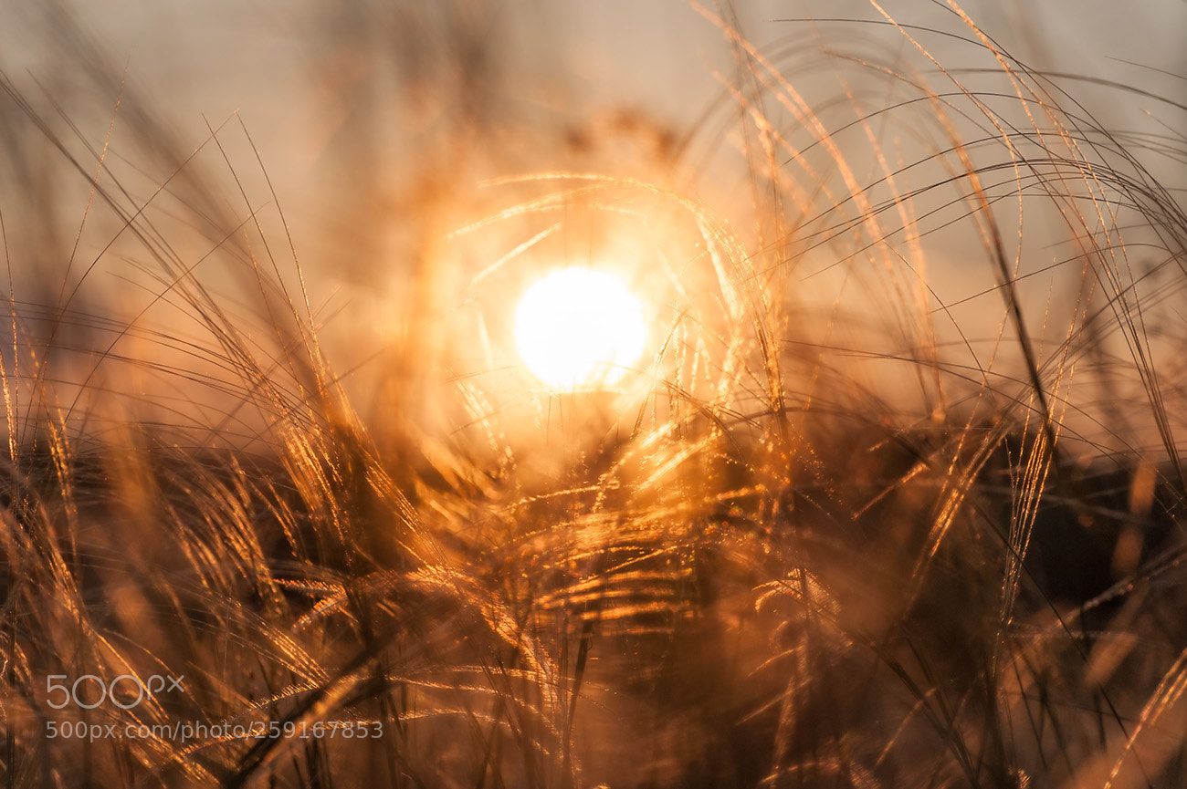 Nikon D700 sample photo. Web for the sun photography