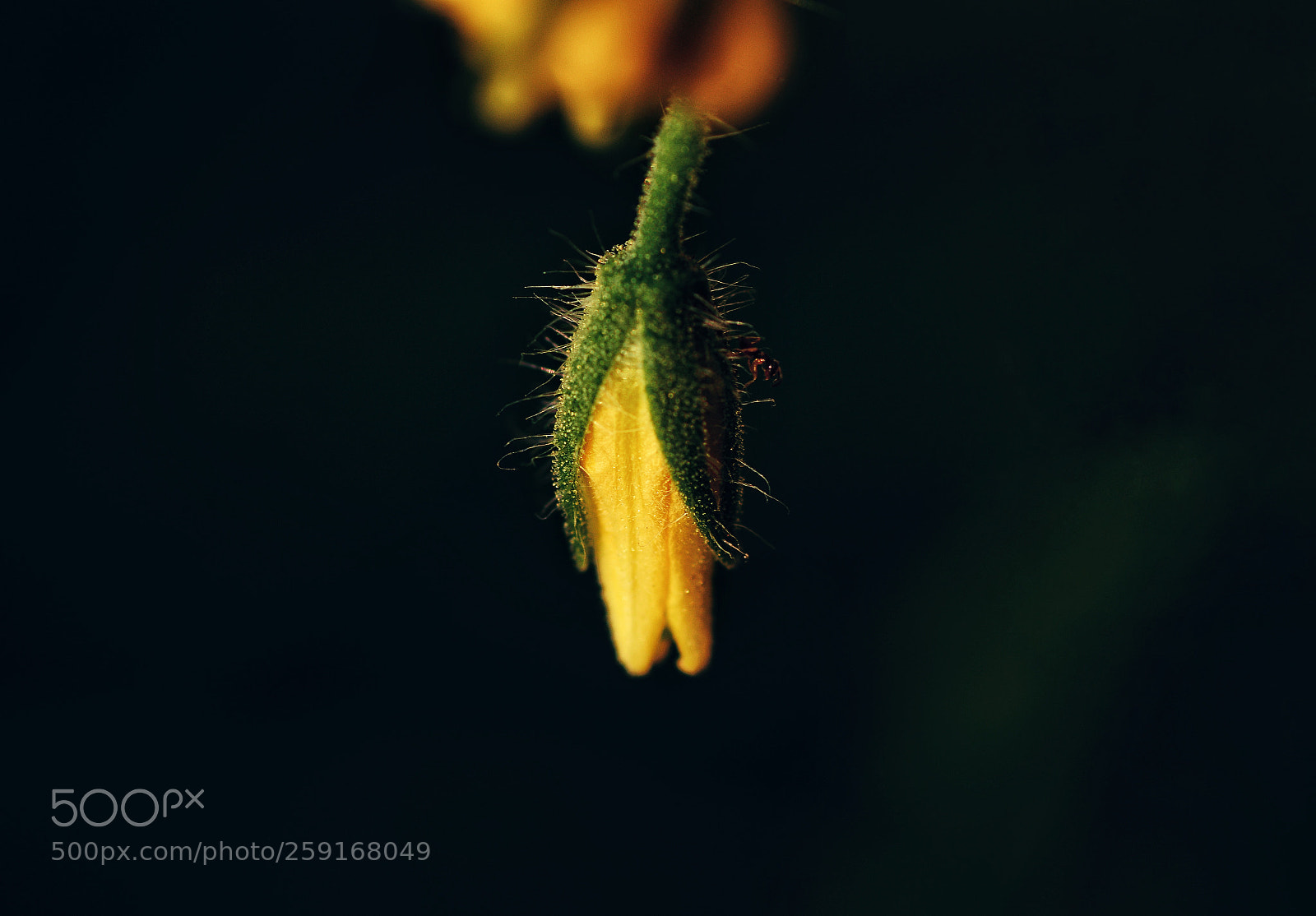 Nikon D7100 sample photo. Untitled photography