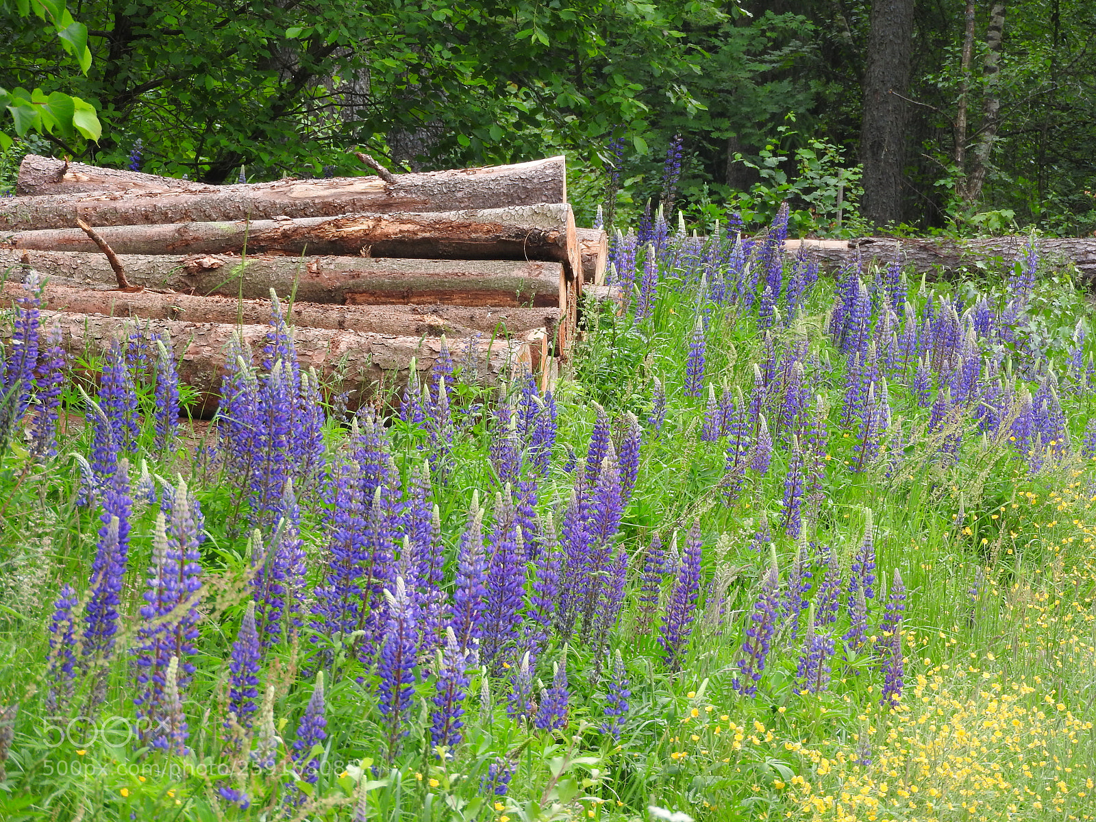 Nikon Coolpix P610 sample photo. Lupin photography