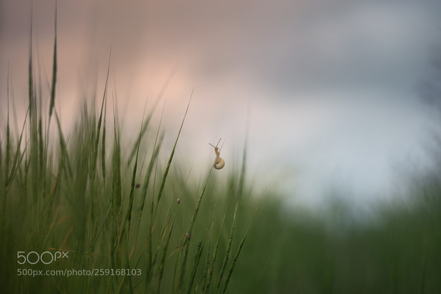 Sony a7 II sample photo. В поиске photography