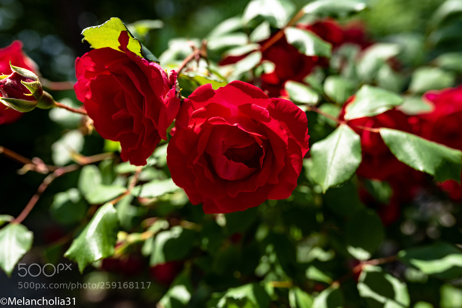 Nikon D750 sample photo. Red roses photography