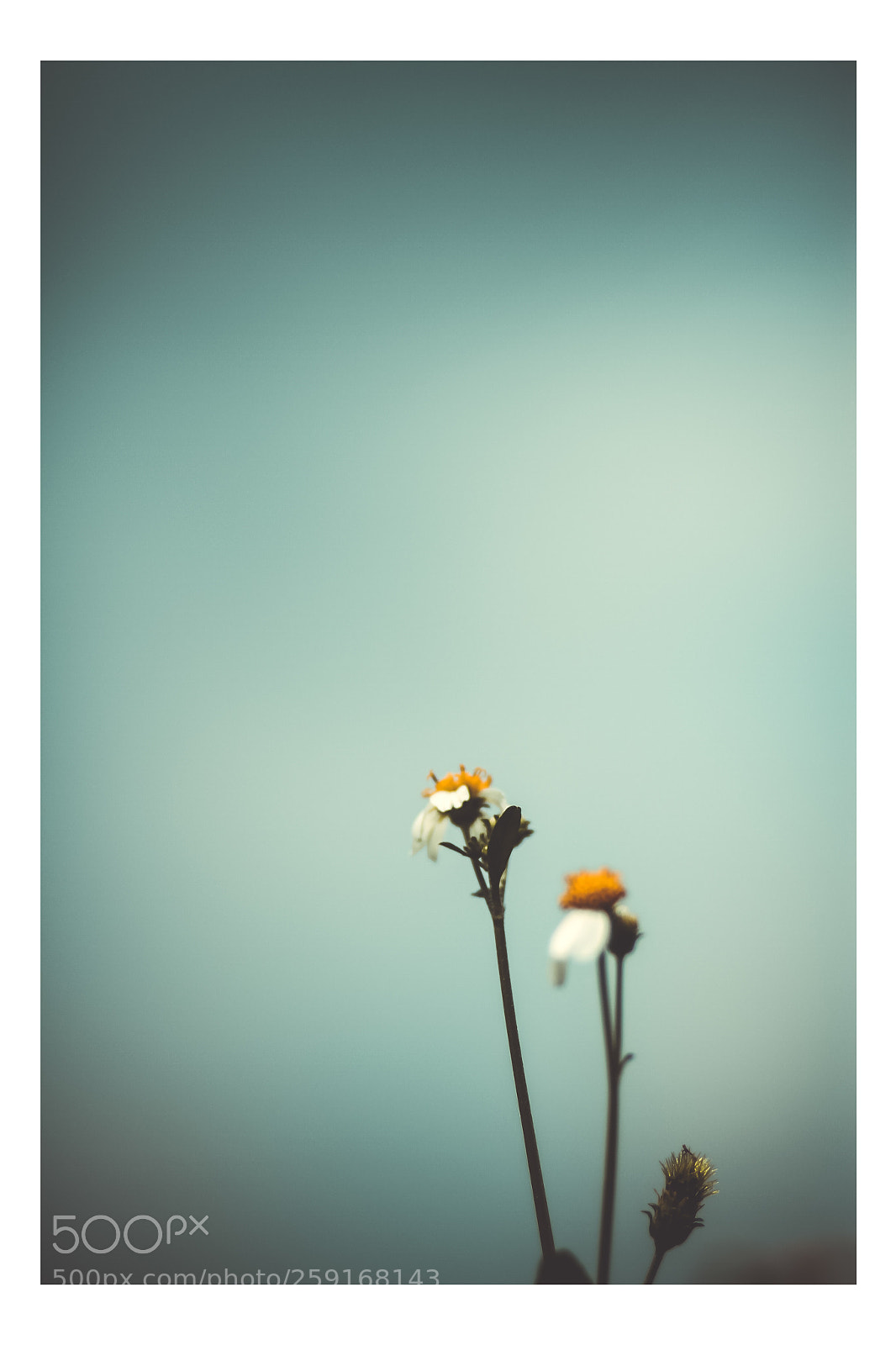 Canon EOS 7D sample photo. Hoa c t l photography