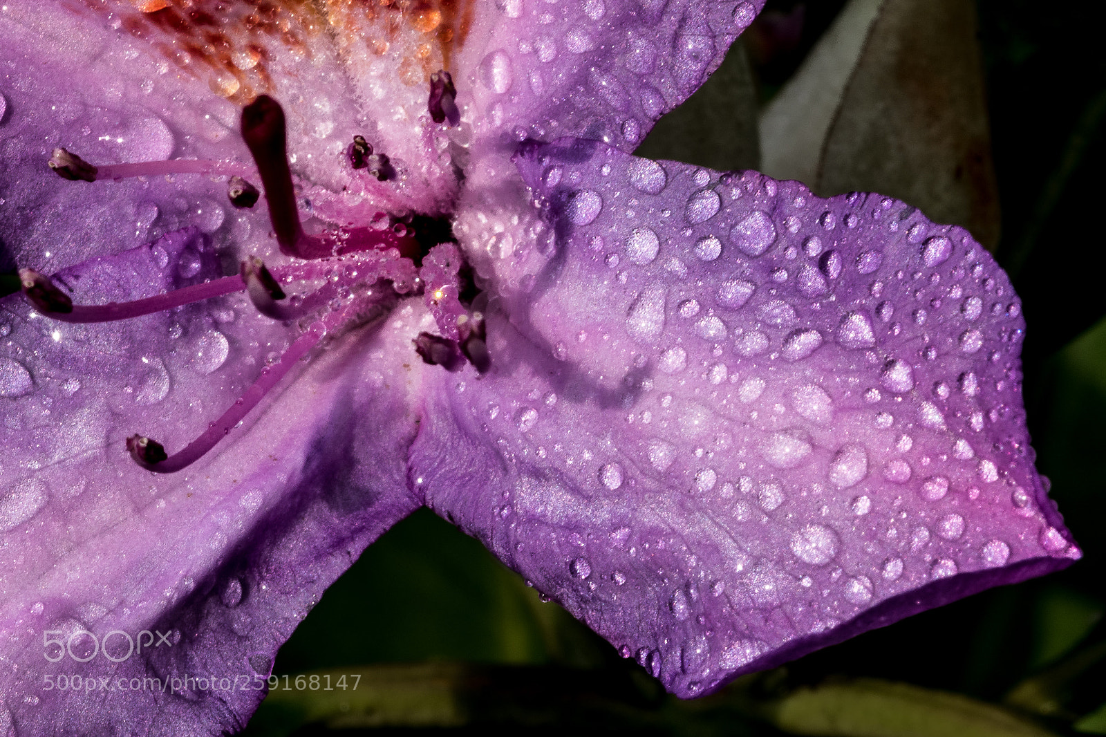 Nikon D5500 sample photo. Water droplets photography