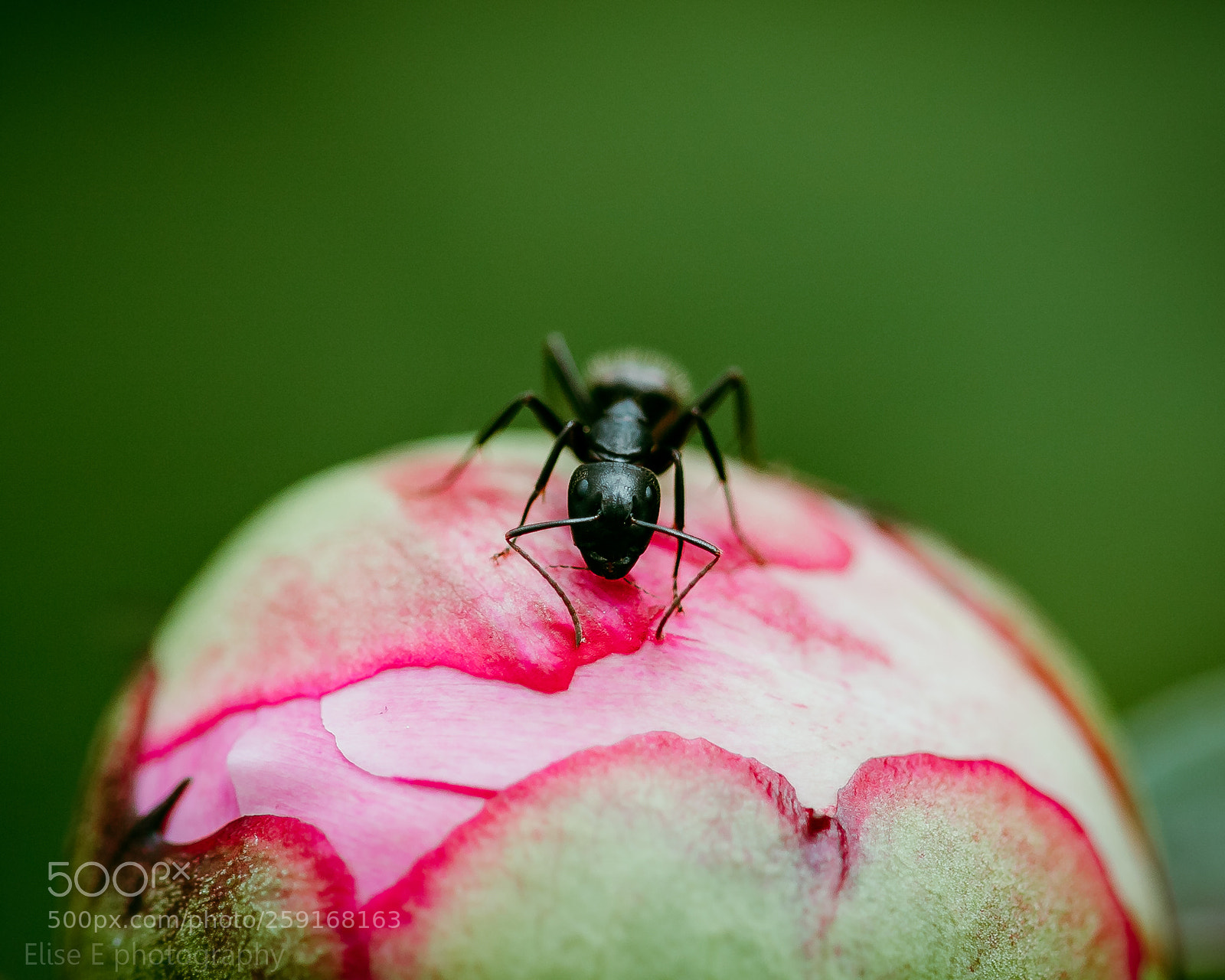 Canon EOS 6D Mark II sample photo. A closer look photography