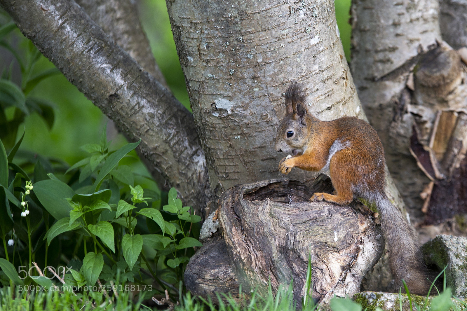 Canon EOS 6D sample photo. Orava, sguirrel photography