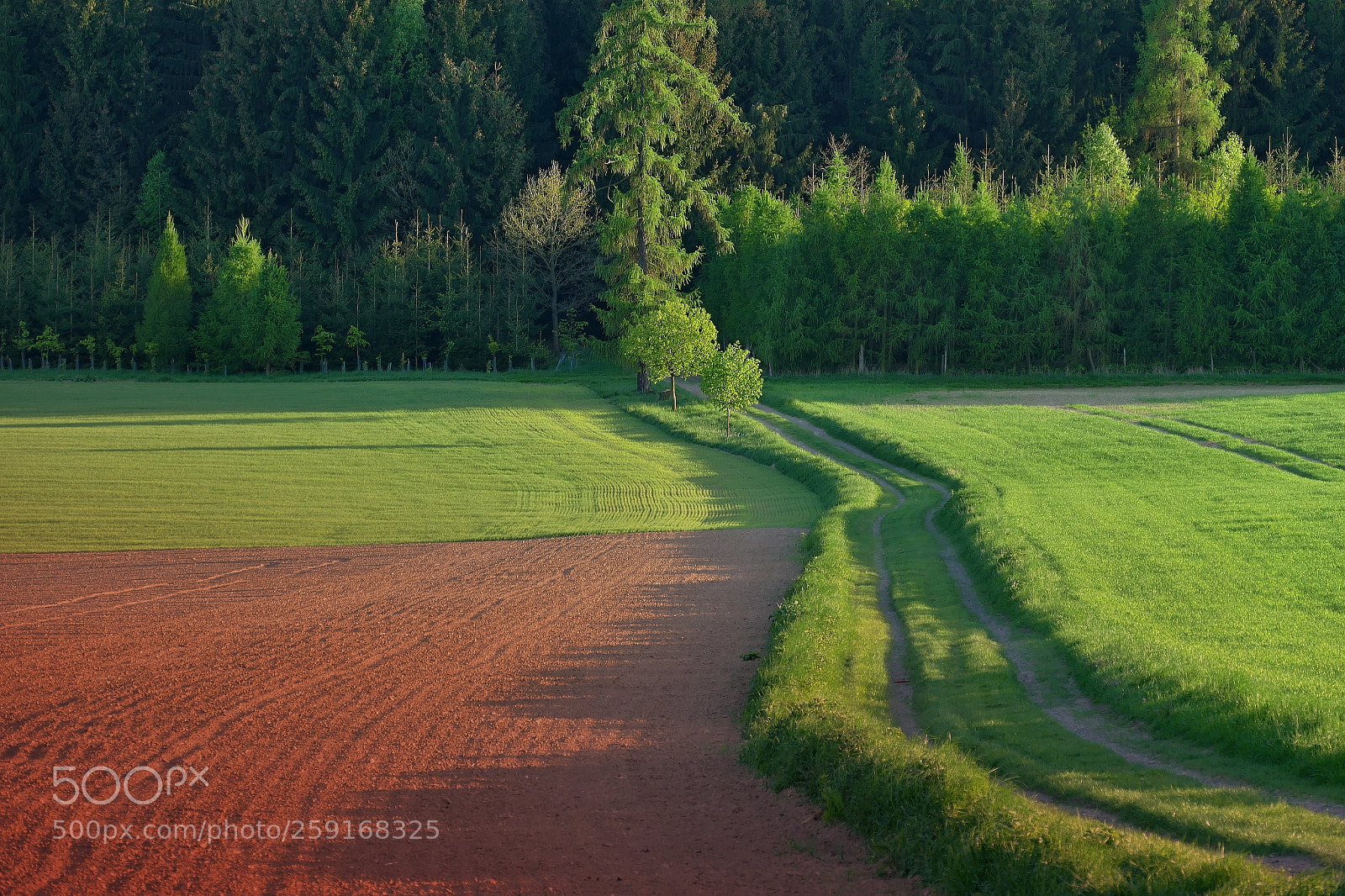 Panasonic Lumix DMC-FZ1000 sample photo. Fields, meadows and forest photography