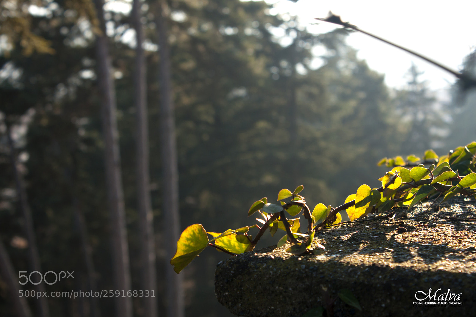 Canon EOS 40D sample photo. Edera photography