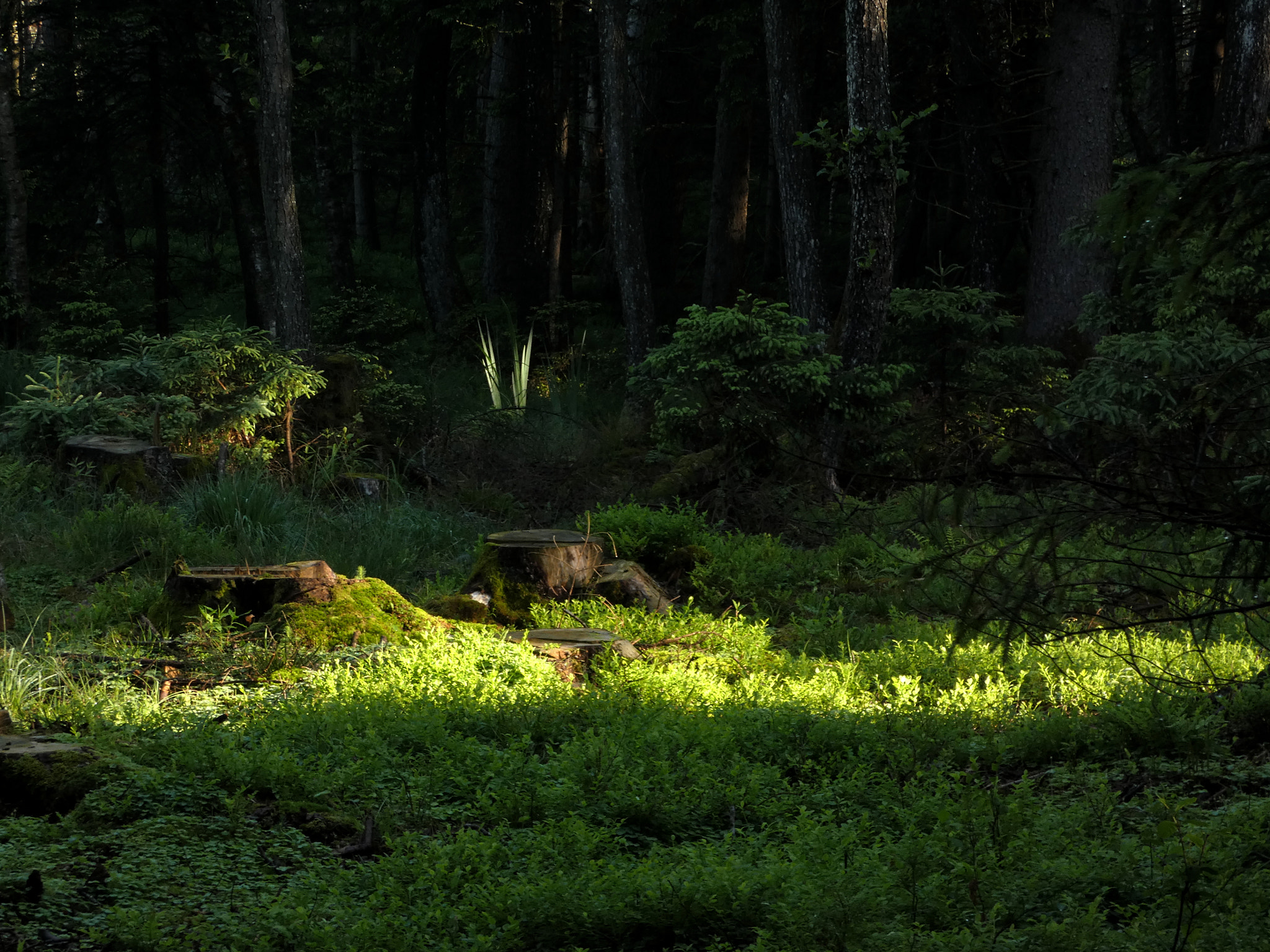 Panasonic DC-FZ83 sample photo. Mystical wood photography