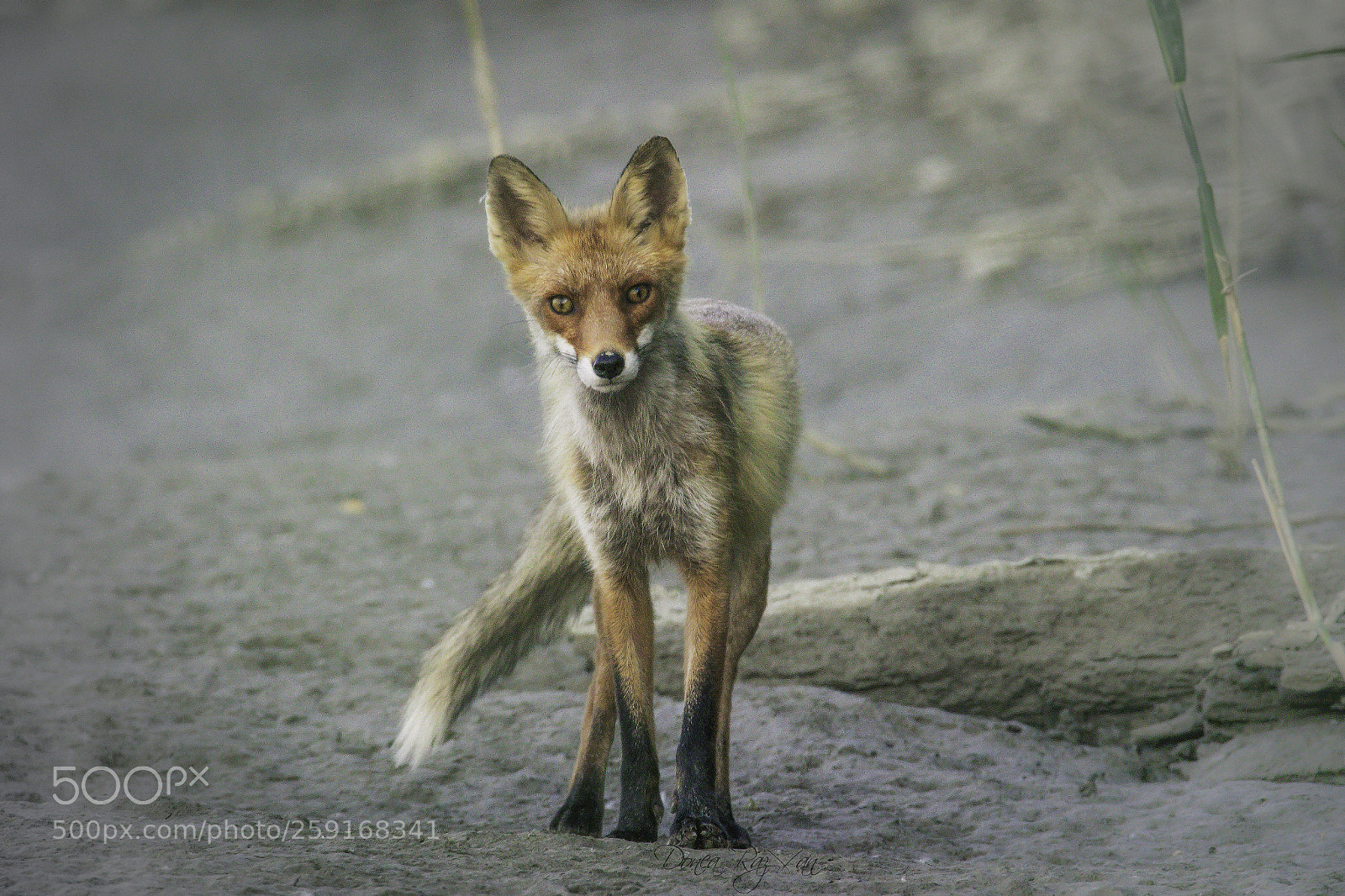 Canon EOS 7D Mark II sample photo. Red fox photography