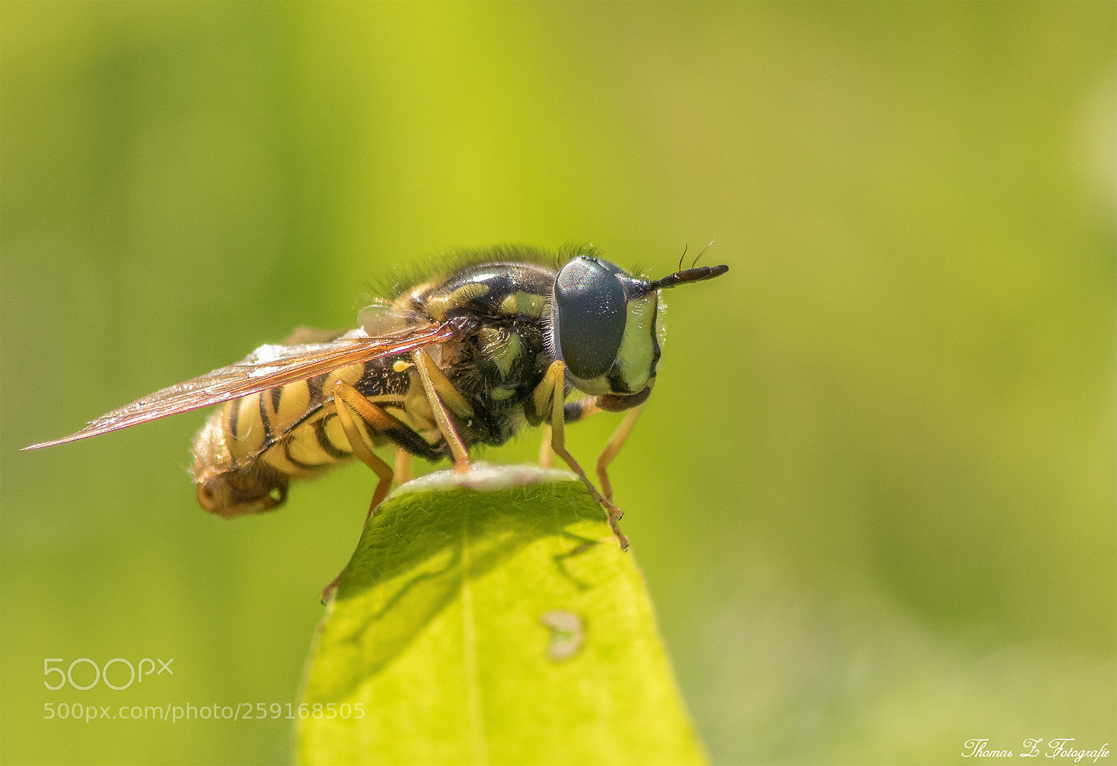 Canon EOS 750D (EOS Rebel T6i / EOS Kiss X8i) sample photo. Schwebfliege photography
