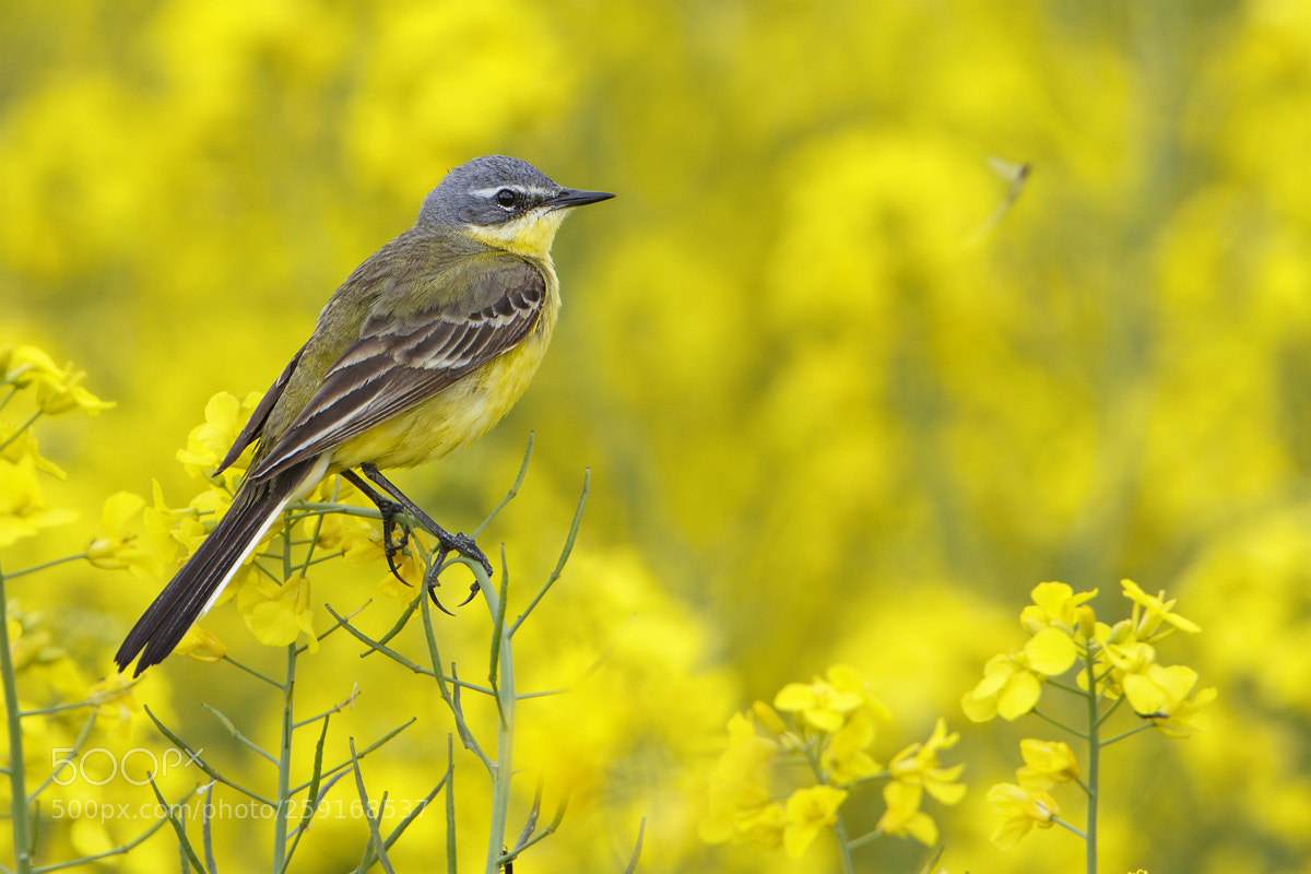 Canon EOS 7D Mark II sample photo. Blue-headed wagtail photography