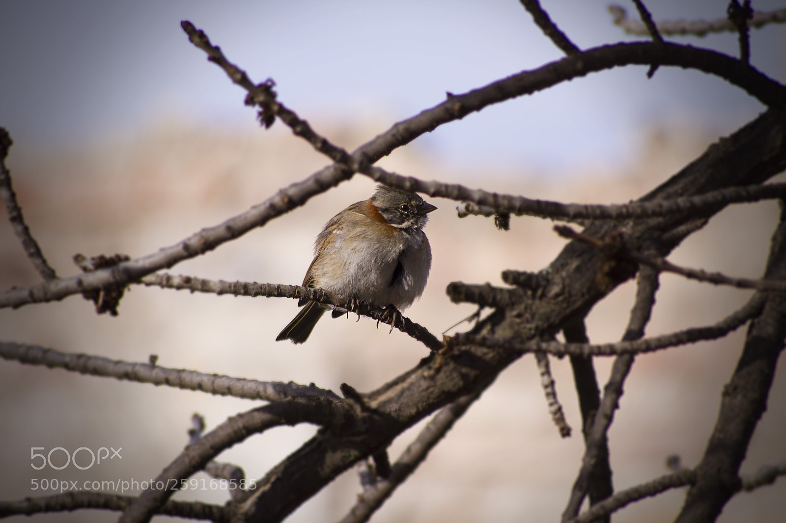 Canon EOS 7D sample photo. Bird ♡ photography