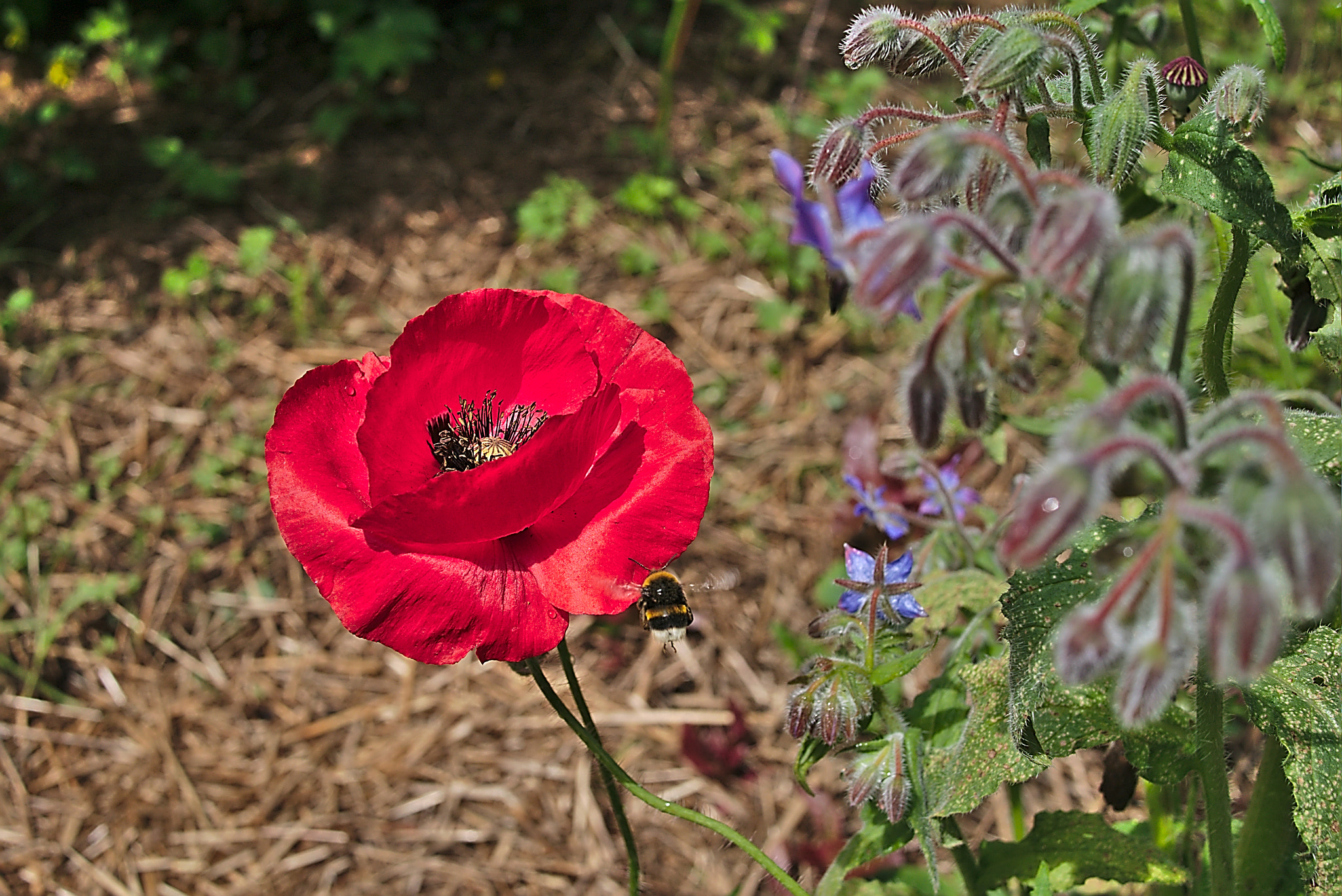 Panasonic Lumix DMC-GM1 sample photo. 2018 05 22 11 papaver rhoeas.jpg photography