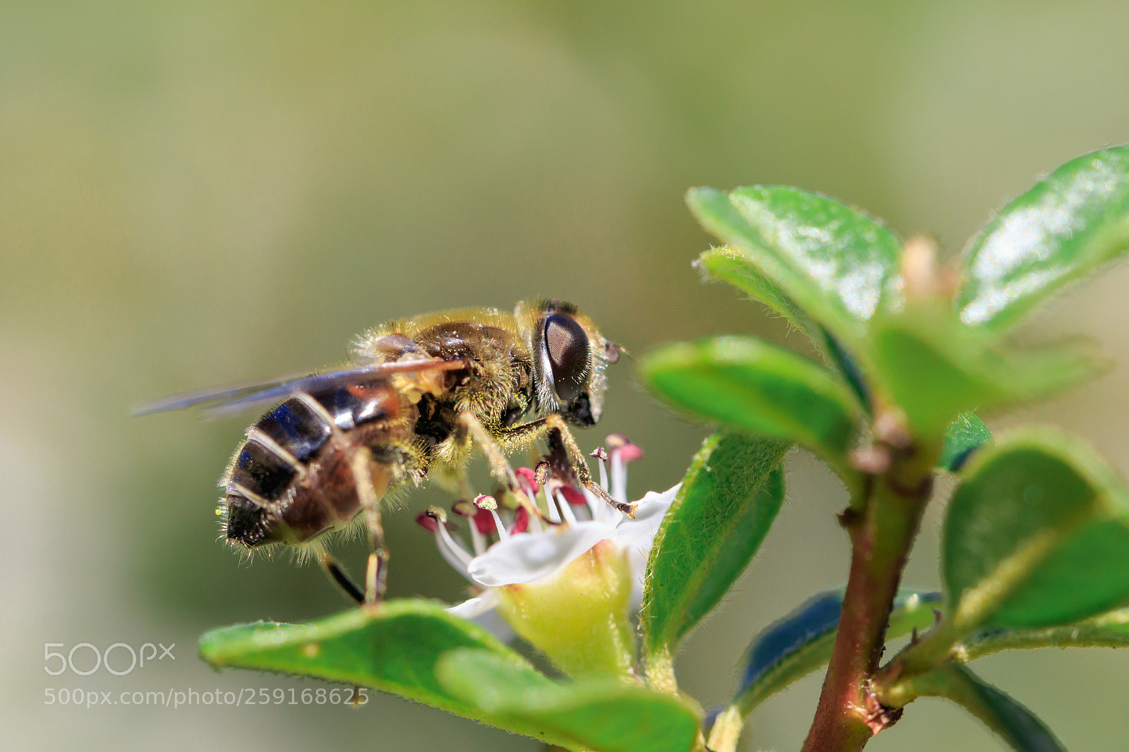 Canon EOS 7D Mark II sample photo. Hoverfly on a white photography