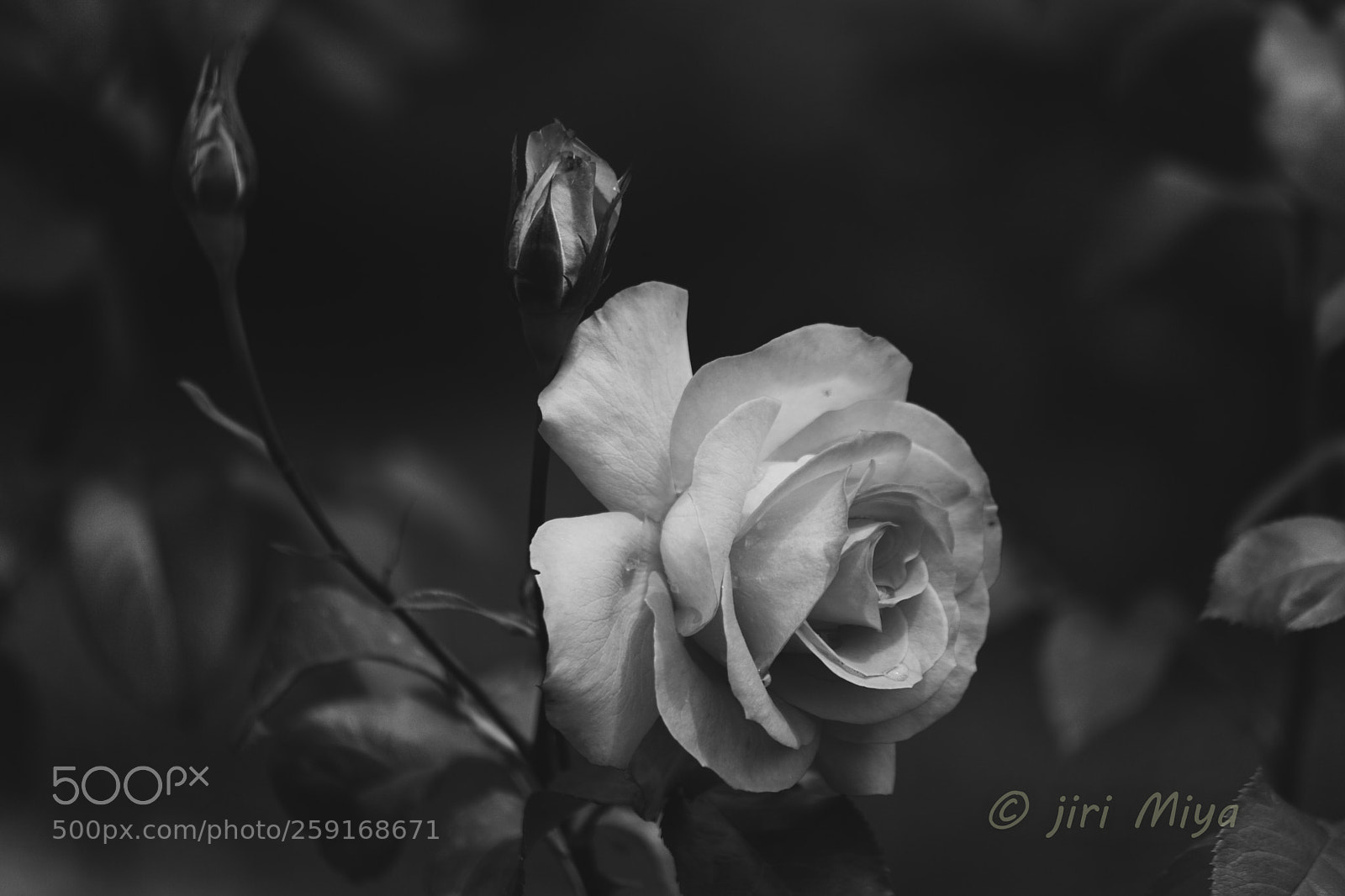 Canon EOS 5D Mark II sample photo. Fresh photography