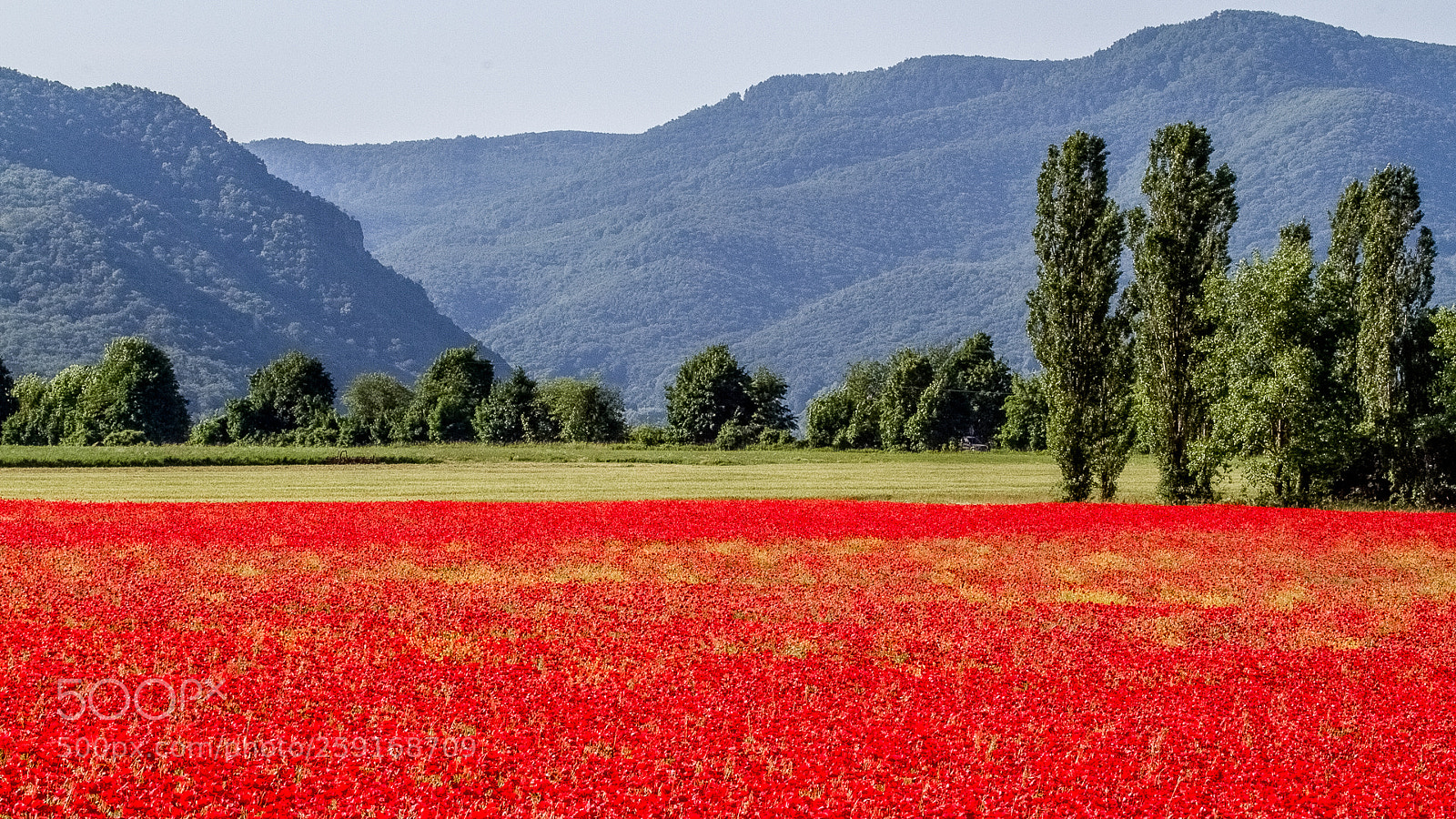 Canon EOS 7D sample photo. A few poppies photography