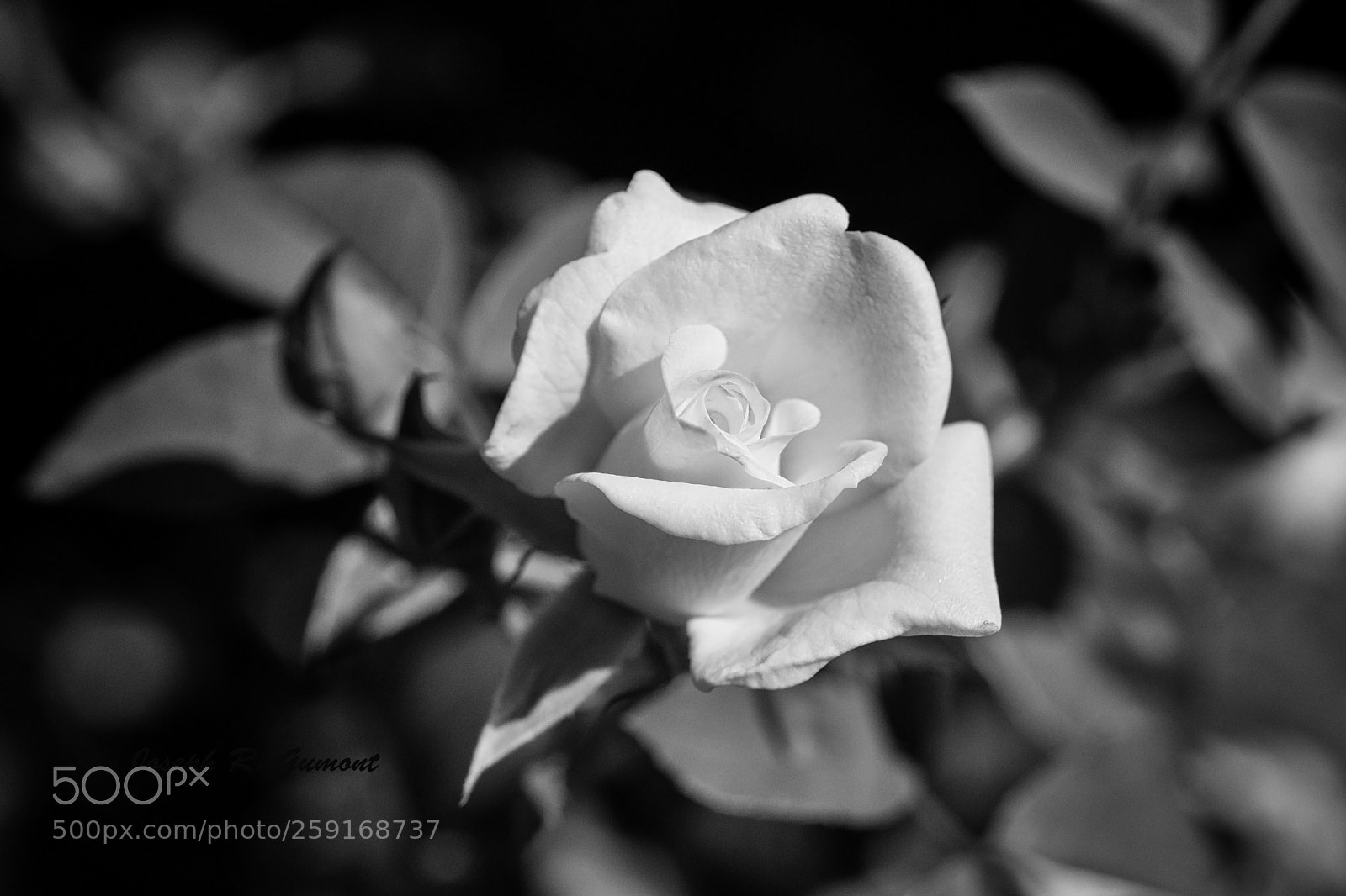 Sony SLT-A65 (SLT-A65V) sample photo. White rose in b photography