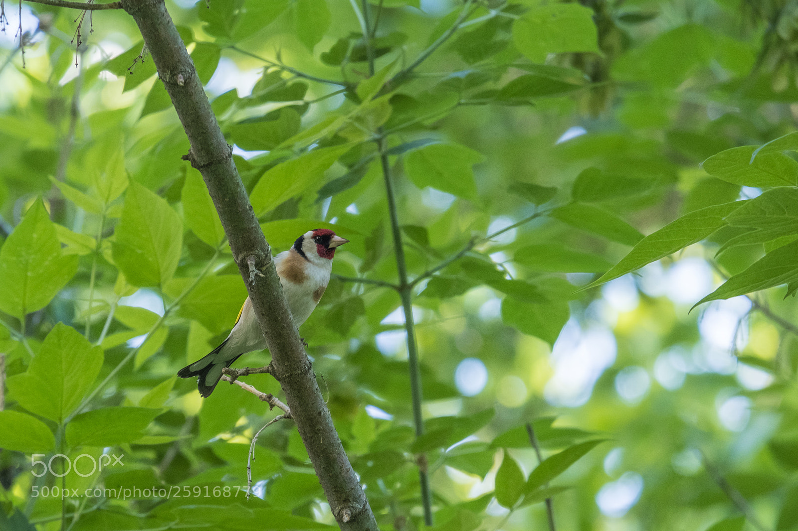 Fujifilm X-T20 sample photo. Fsas8772-2.jpg photography