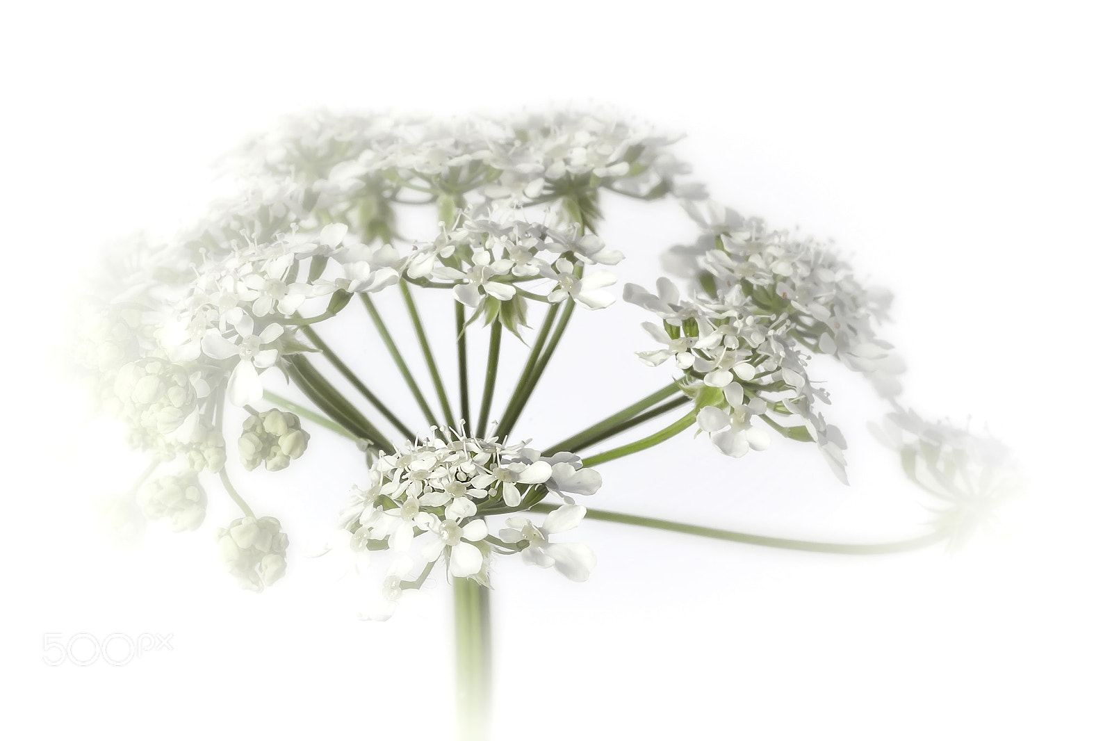 Canon EOS 60D sample photo. Anthriscus sylvestris photography