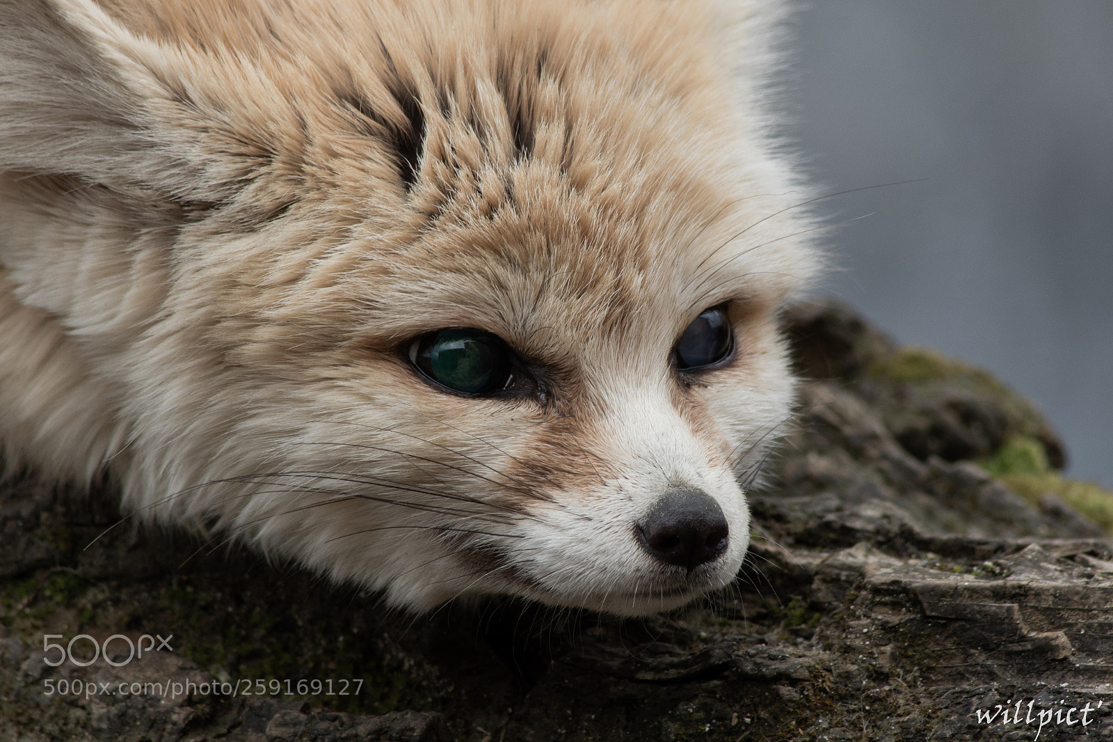 Nikon D7200 sample photo. Fennec color photography