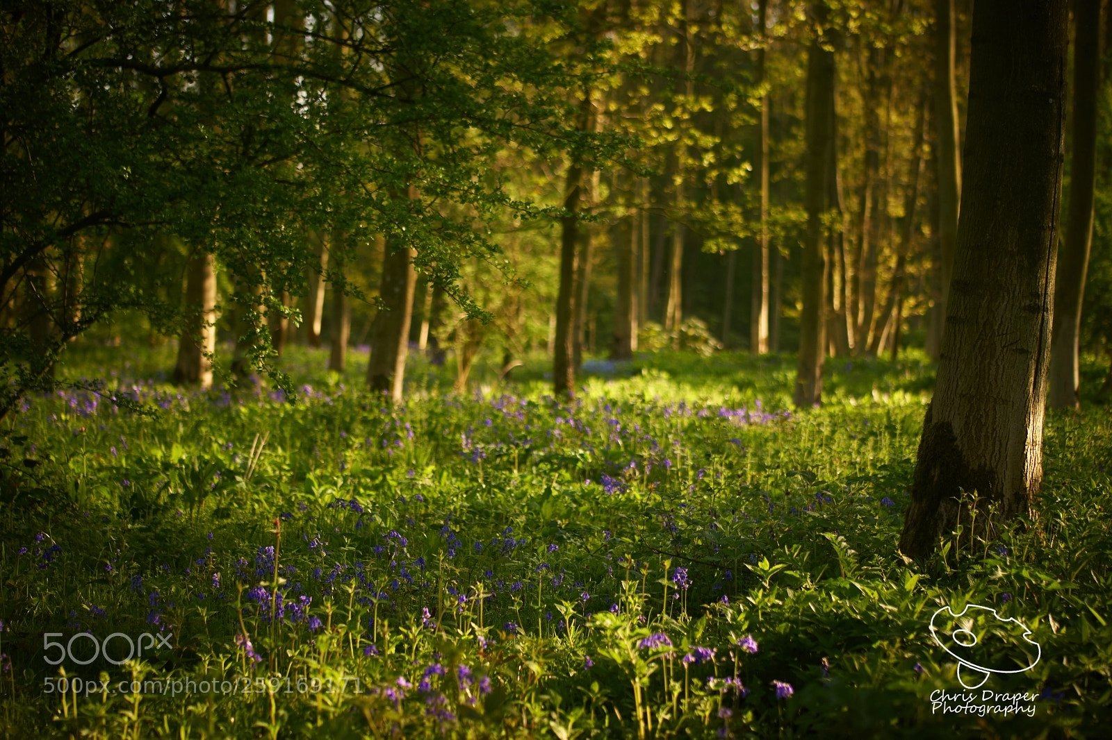 Sony ILCA-77M2 sample photo. Rigsby woods photography