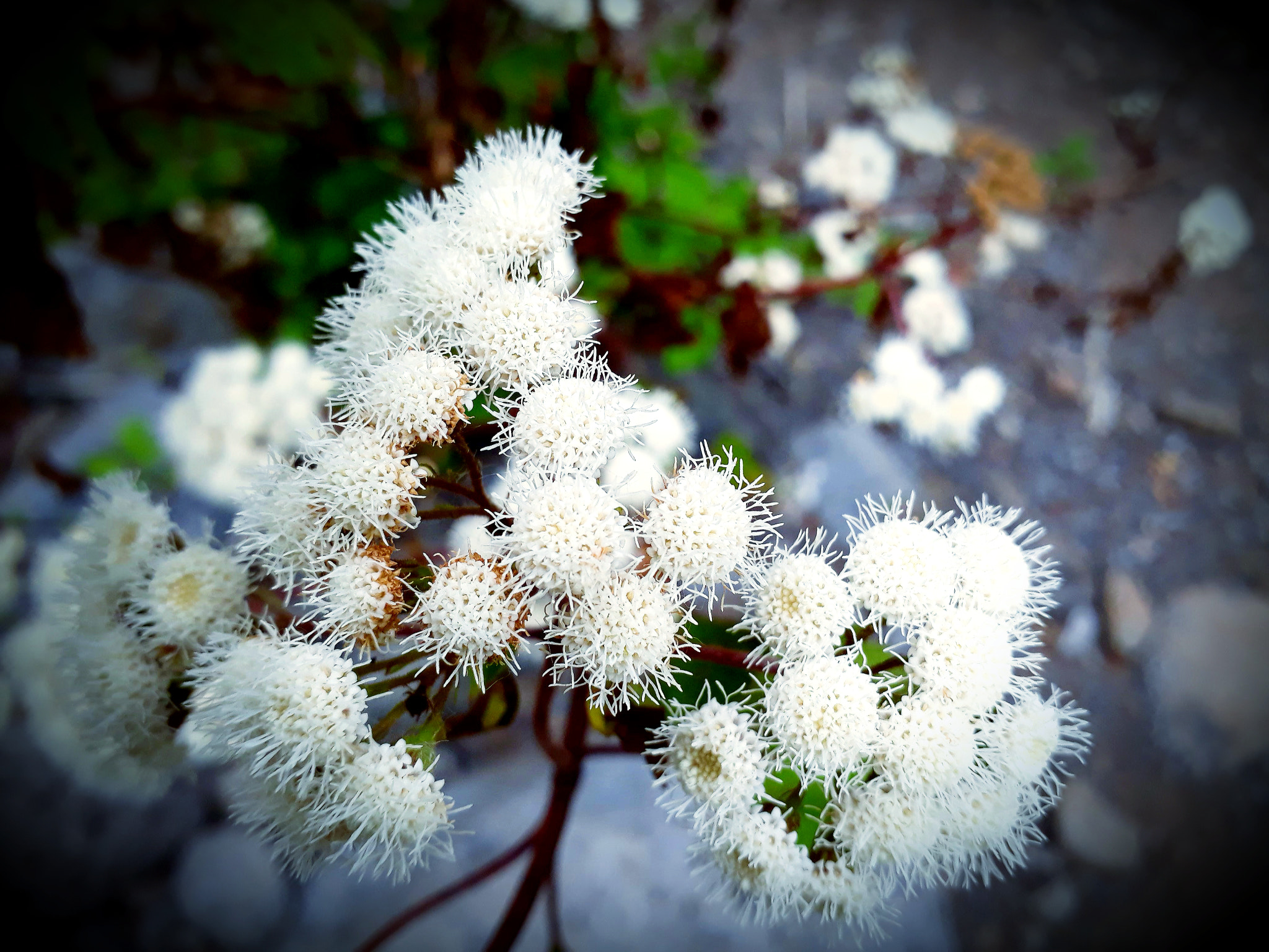 Samsung Galaxy A3(2017) sample photo. Unknown beauty photography