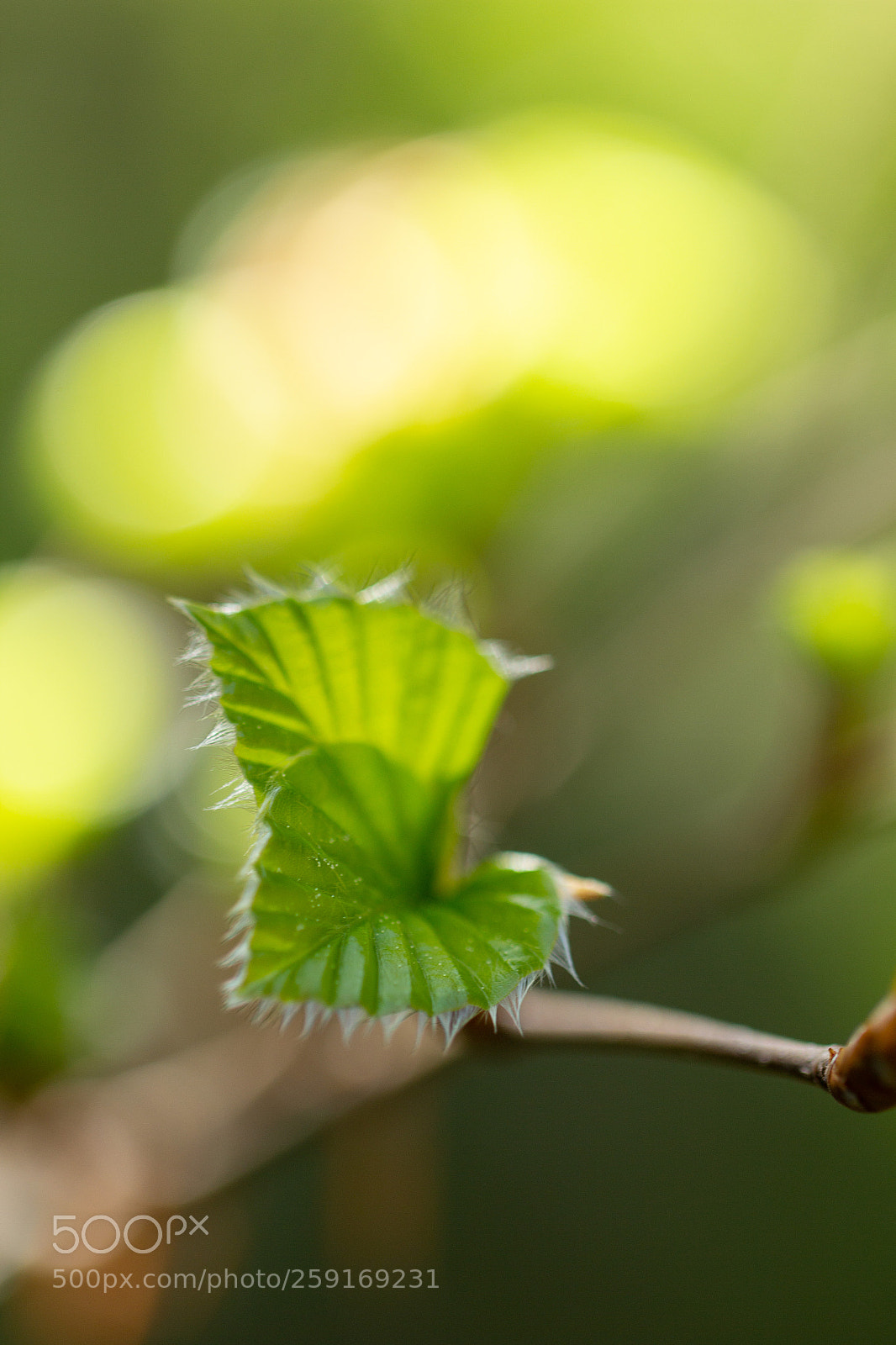 Canon EOS 60D sample photo. Sortie de l'hiver photography