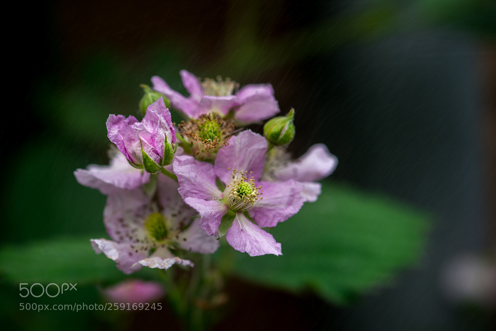 Nikon D800 sample photo. Blackberry flower photography